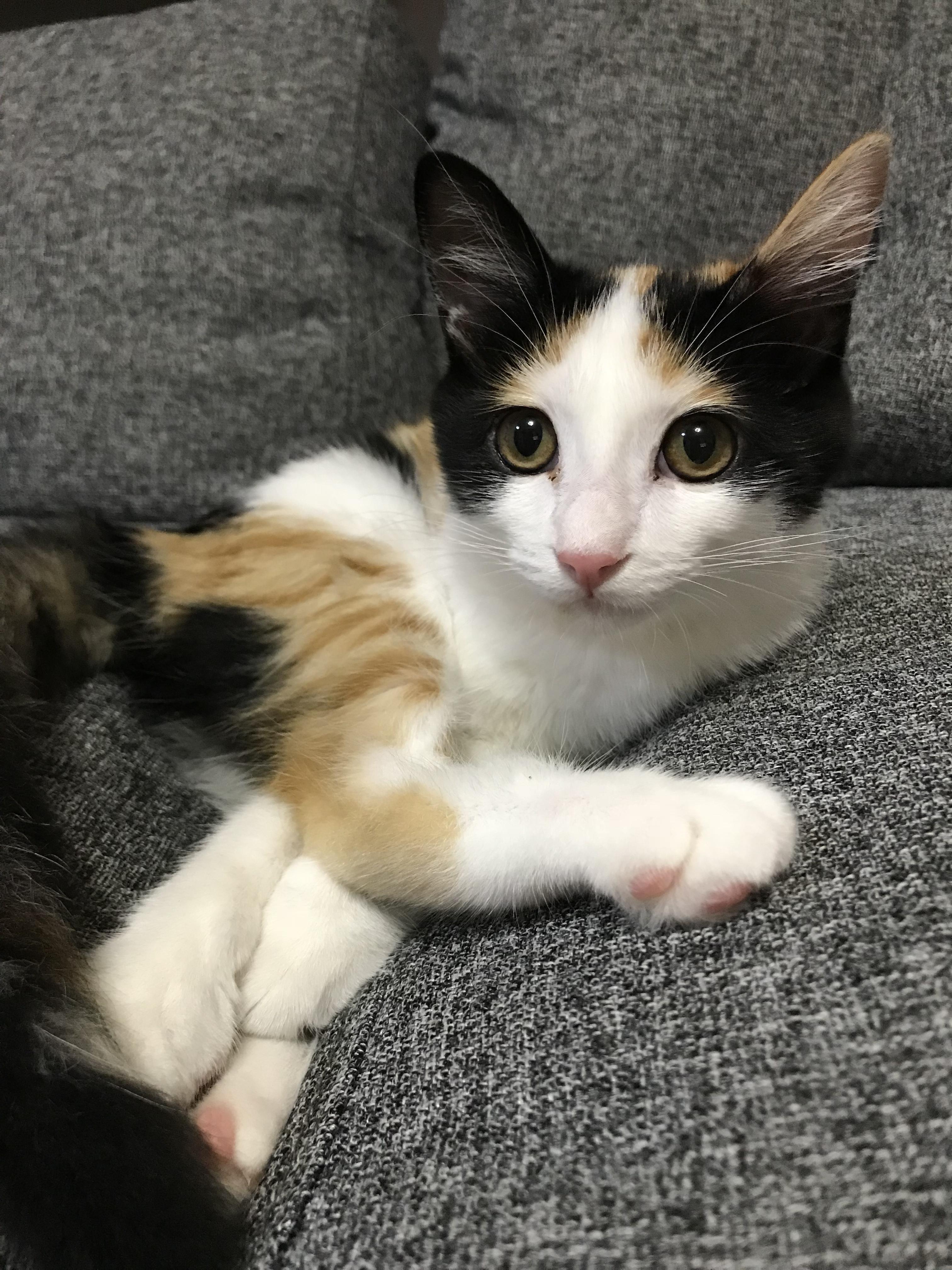 わんにゃんサイトの猫の写真