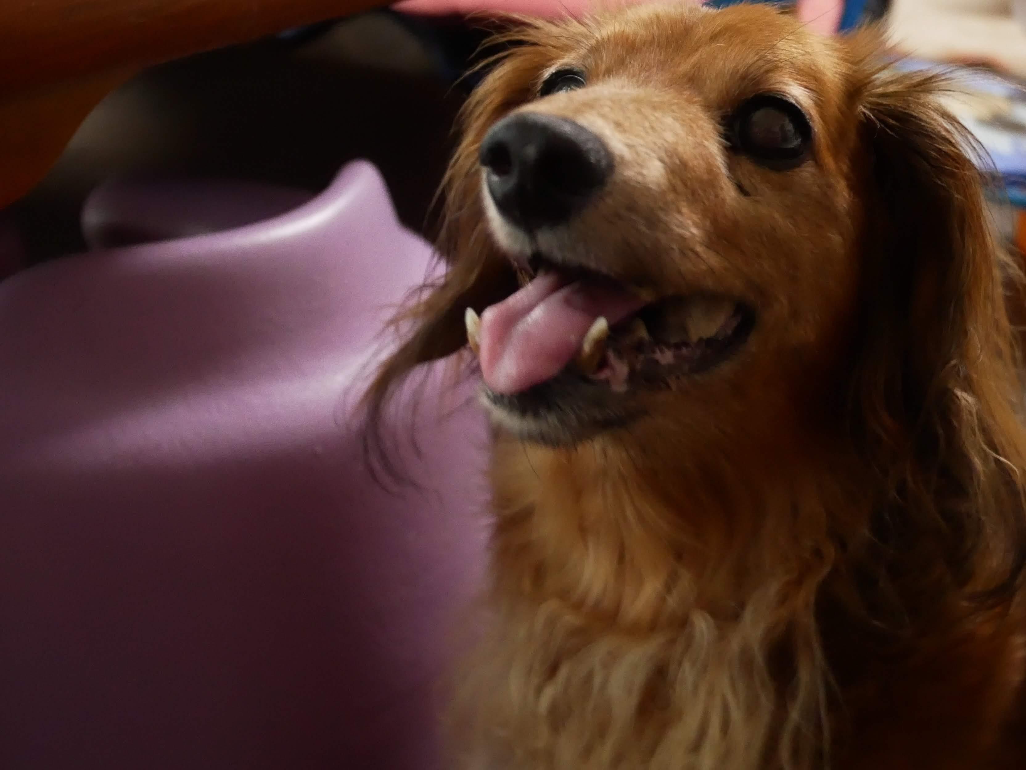 わんにゃんサイトの犬の写真