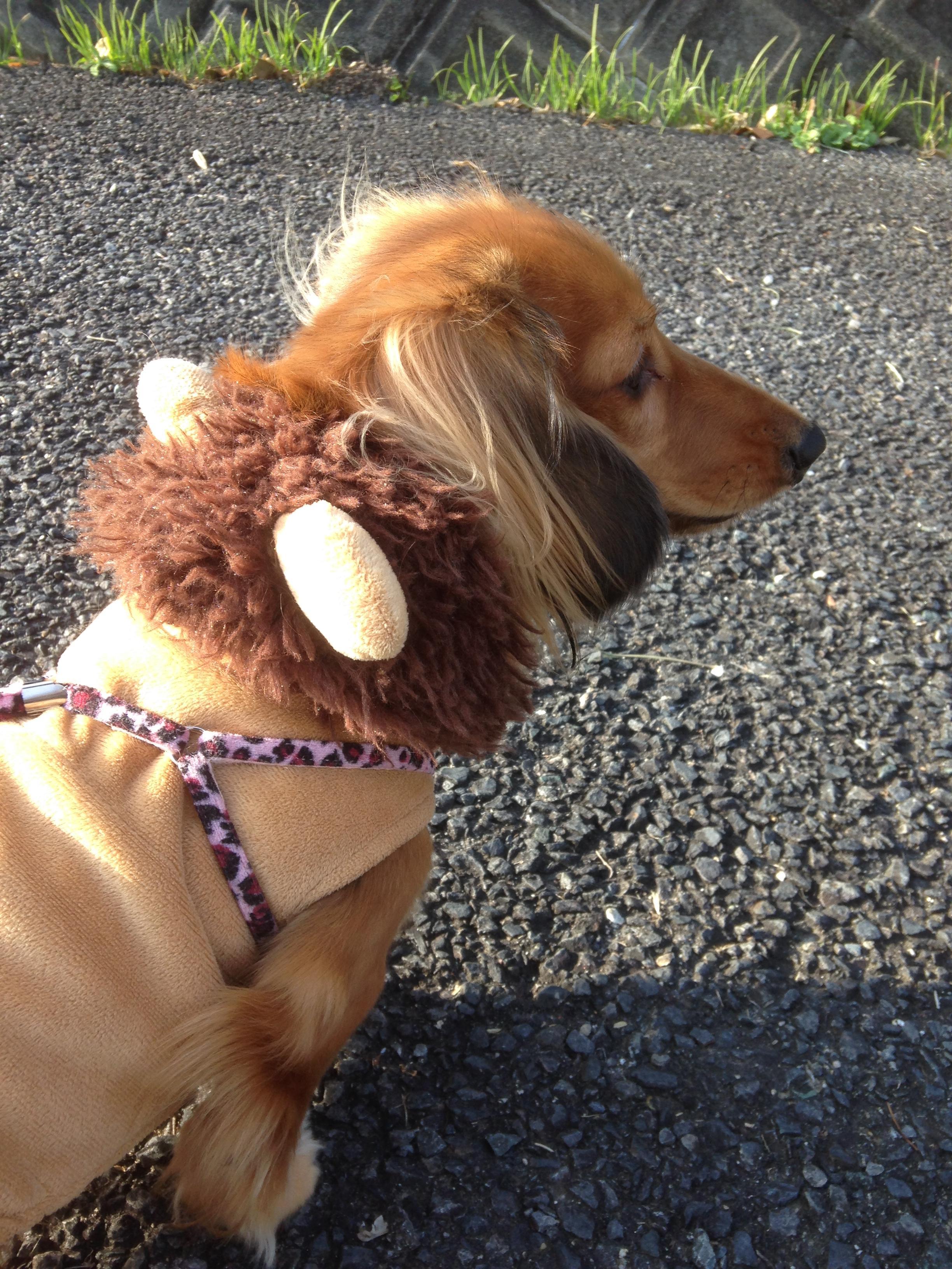 わんにゃんサイトの犬の写真