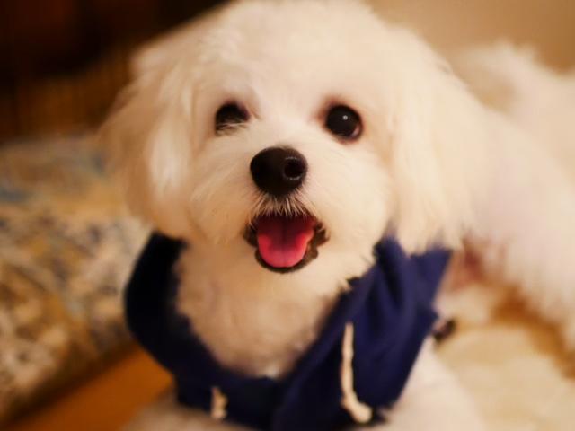 わんにゃんサイトの犬の写真