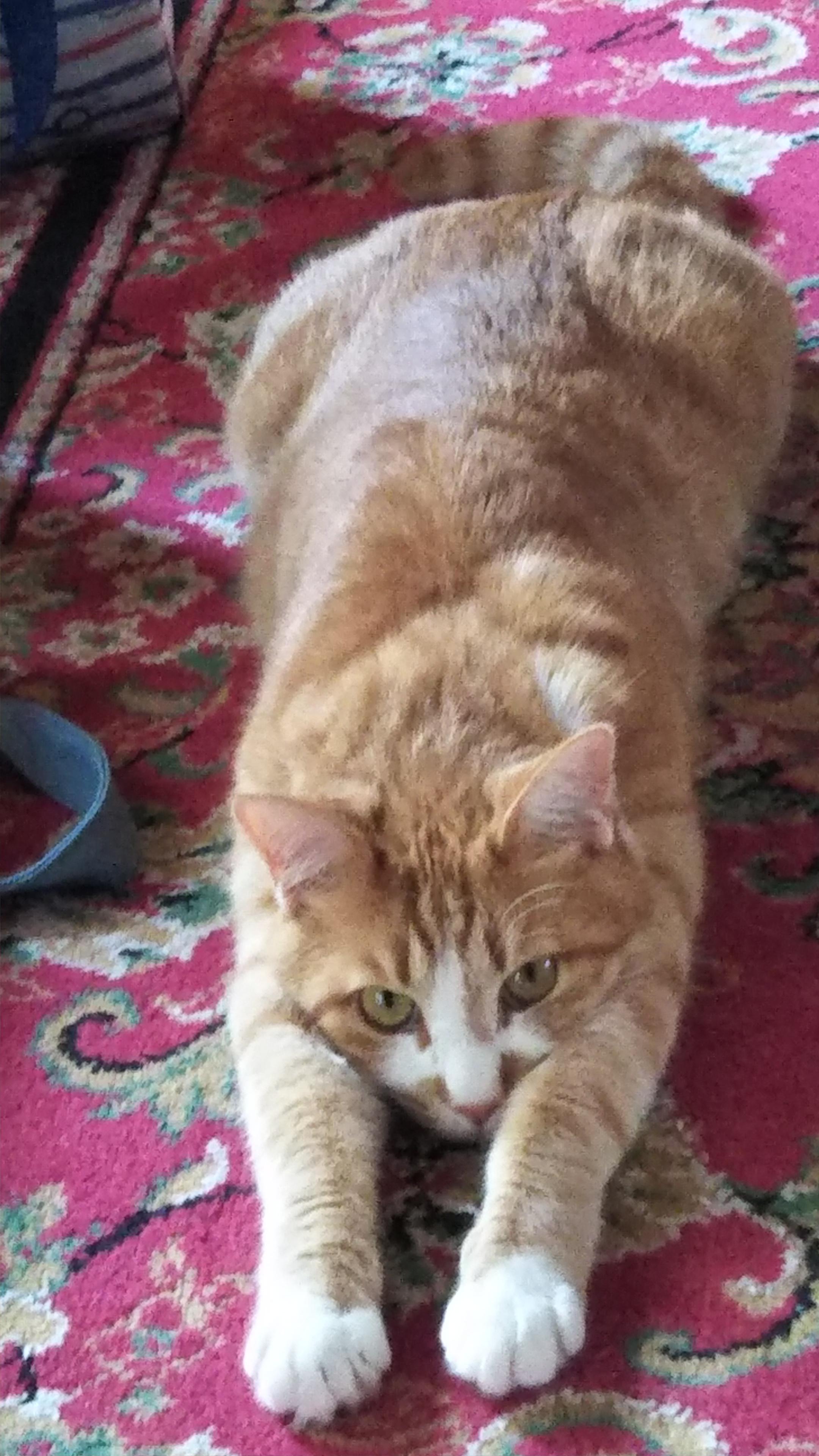 わんにゃんサイトの猫の写真