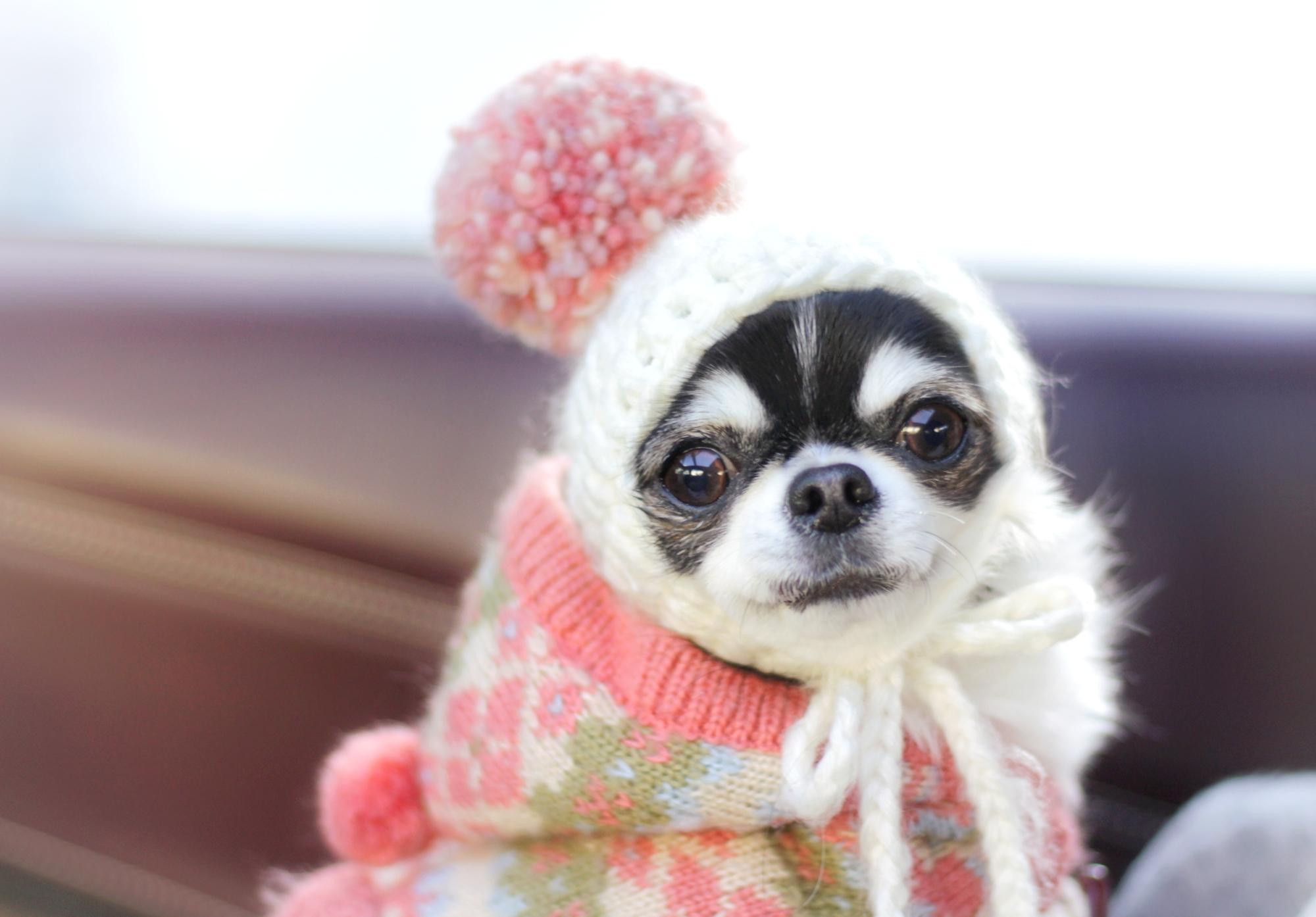 わんにゃんサイトの犬の写真