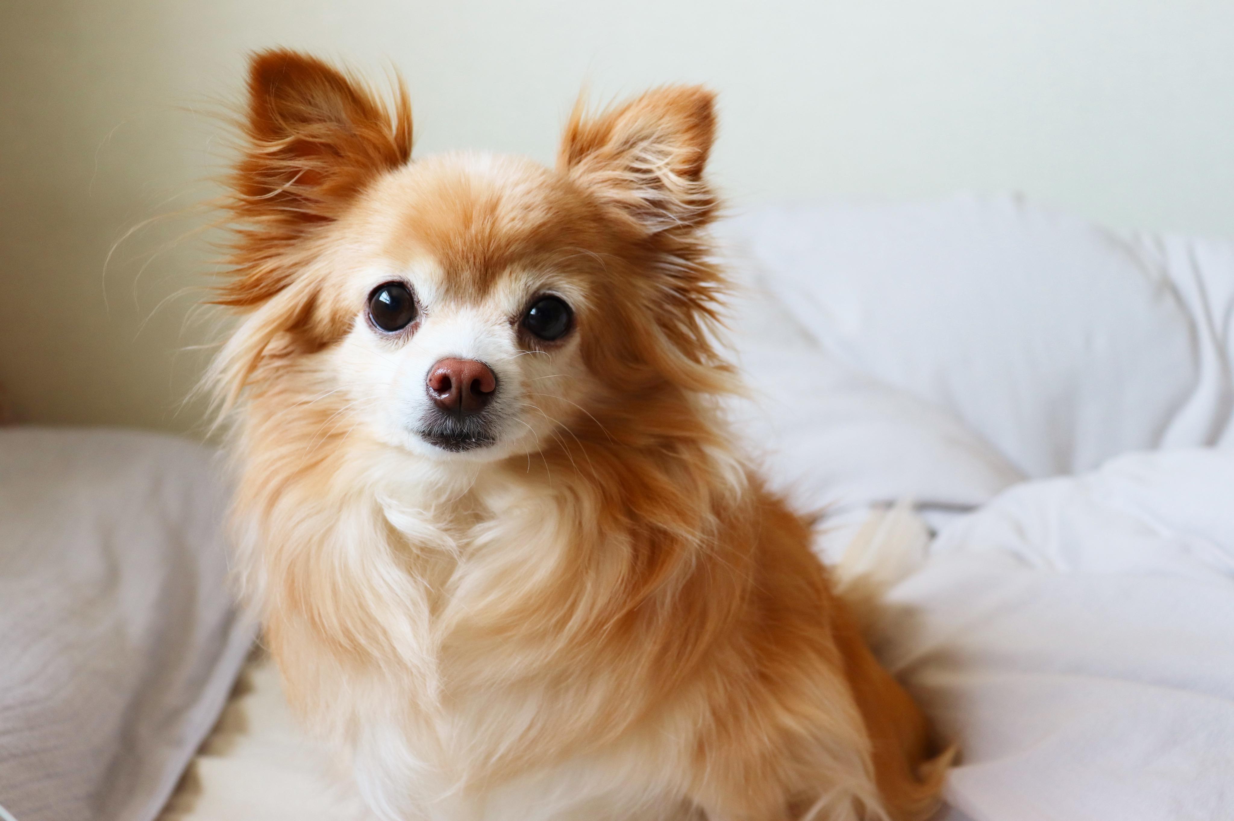 わんにゃんサイトの犬の写真