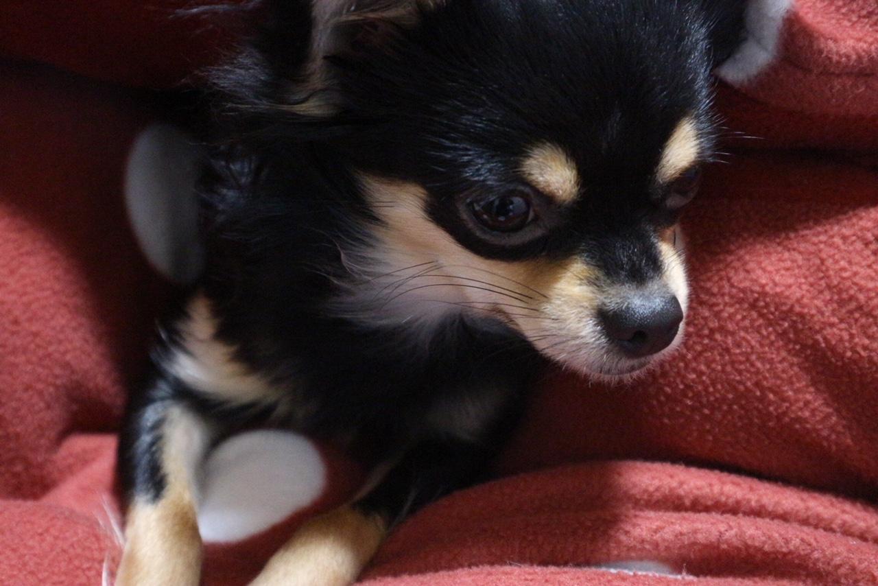 わんにゃんサイトの犬の写真