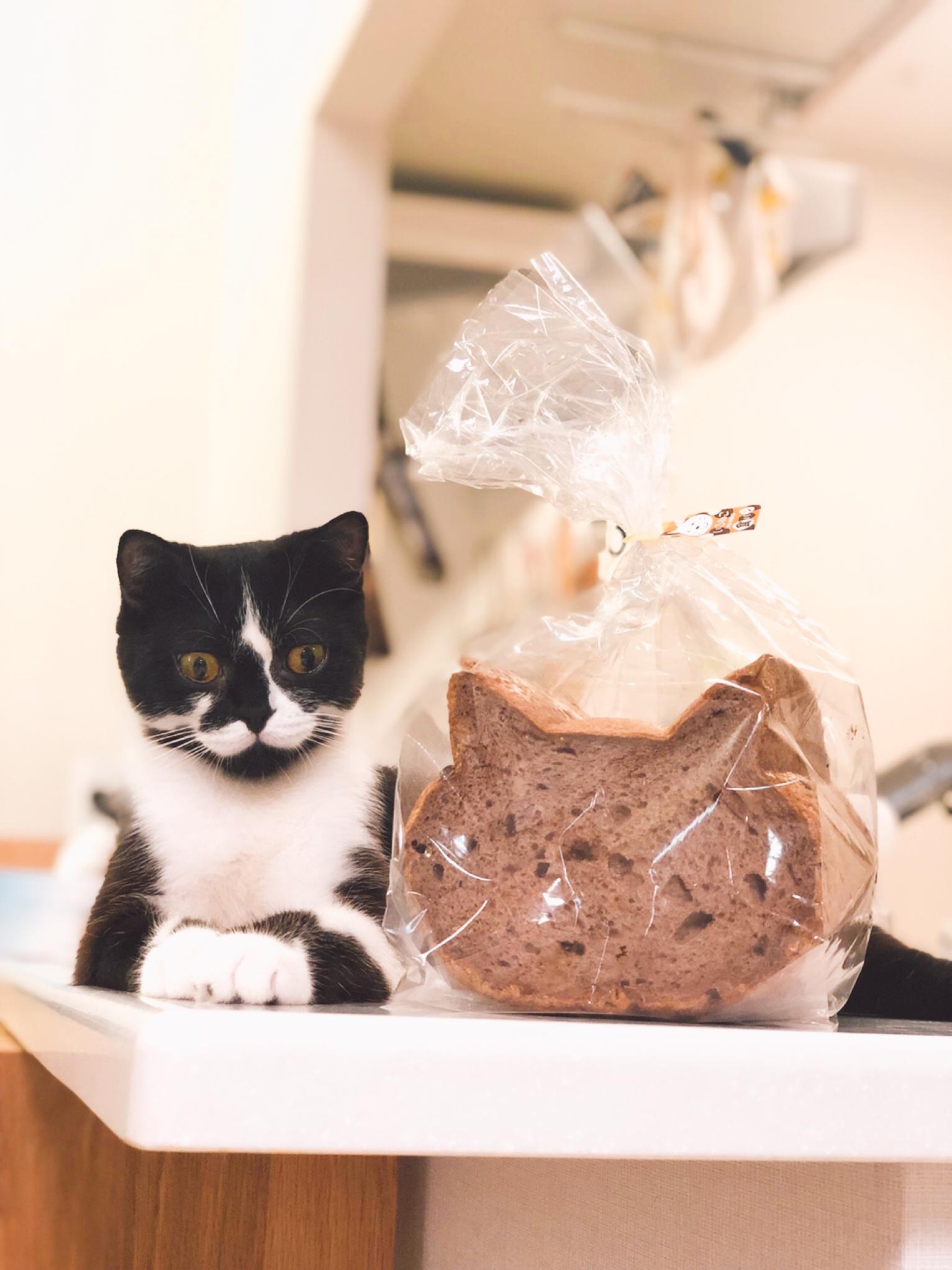 わんにゃんサイトの猫の写真