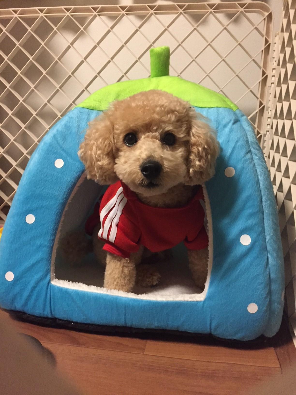 わんにゃんサイトの犬の写真