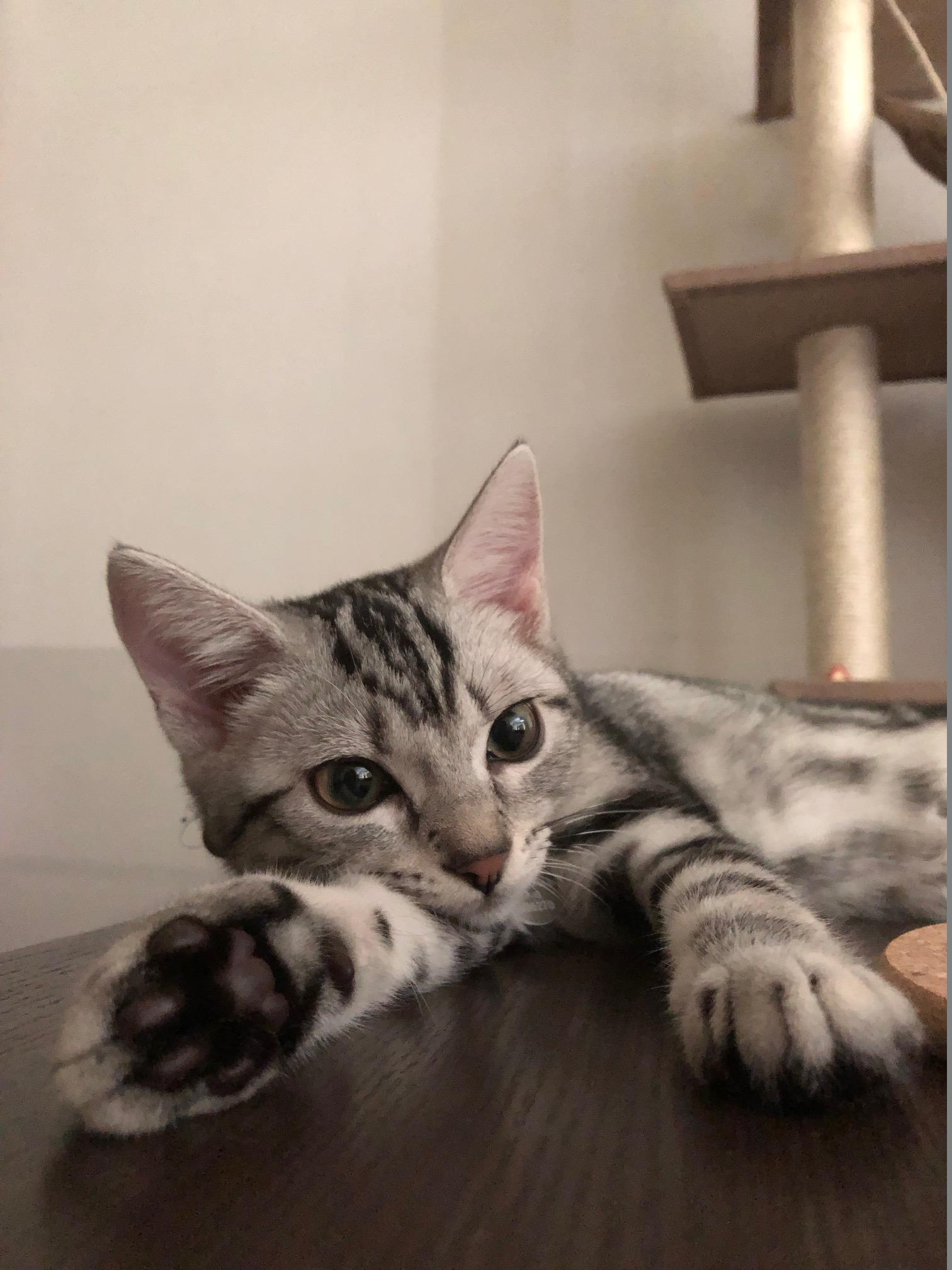 わんにゃんサイトの猫の写真