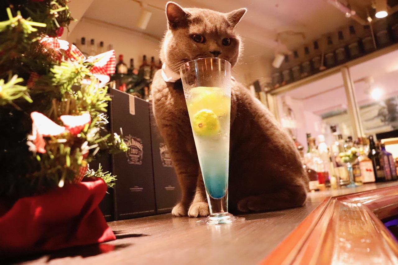 わんにゃんサイトの猫の写真