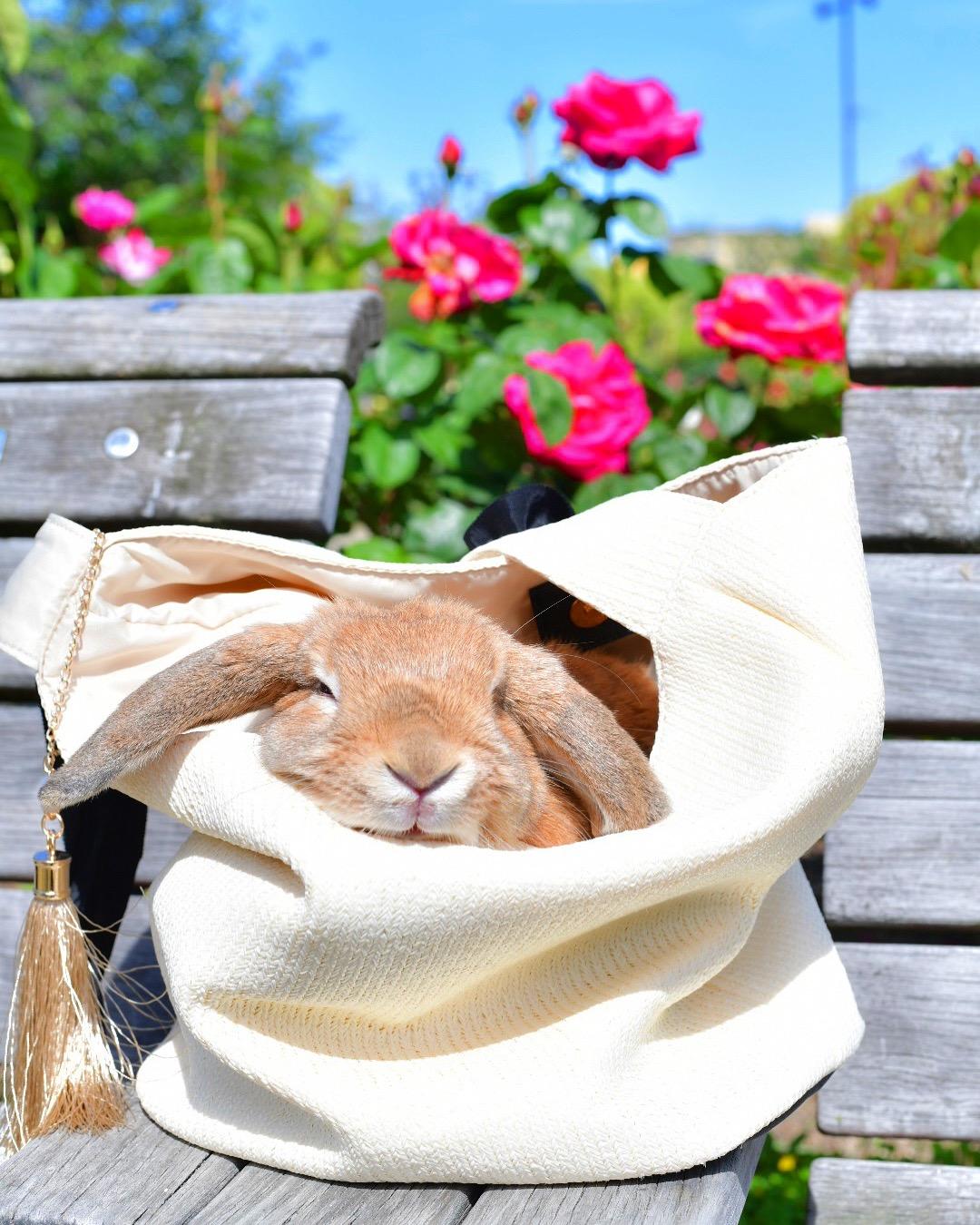 わんにゃんサイトのその他の写真