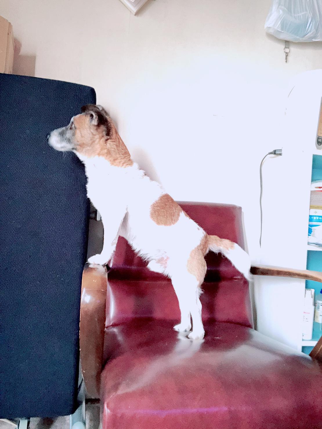 わんにゃんサイトの犬の写真