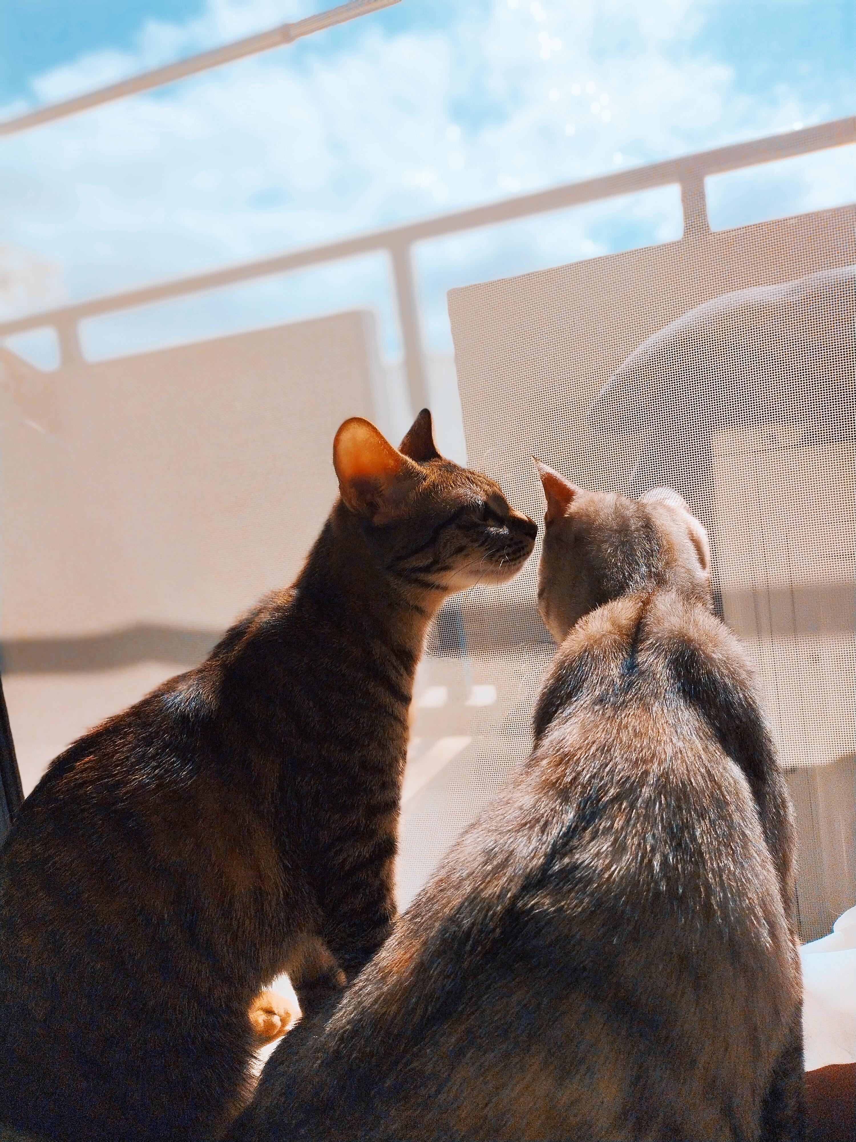 わんにゃんサイトの猫の写真