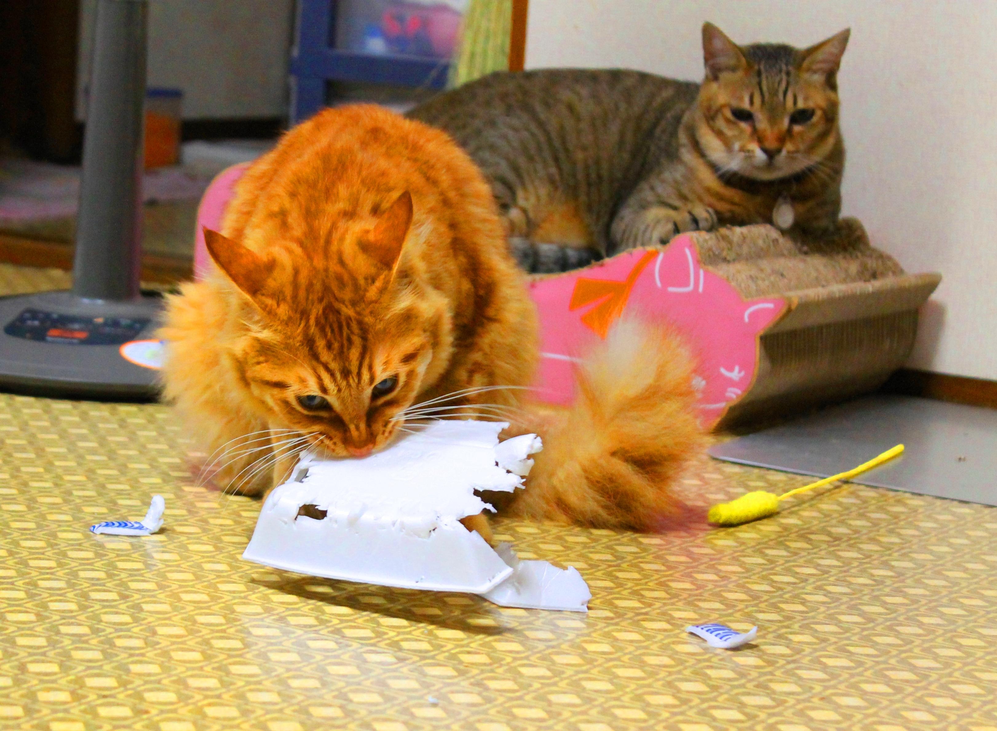 わんにゃんサイトの猫の写真