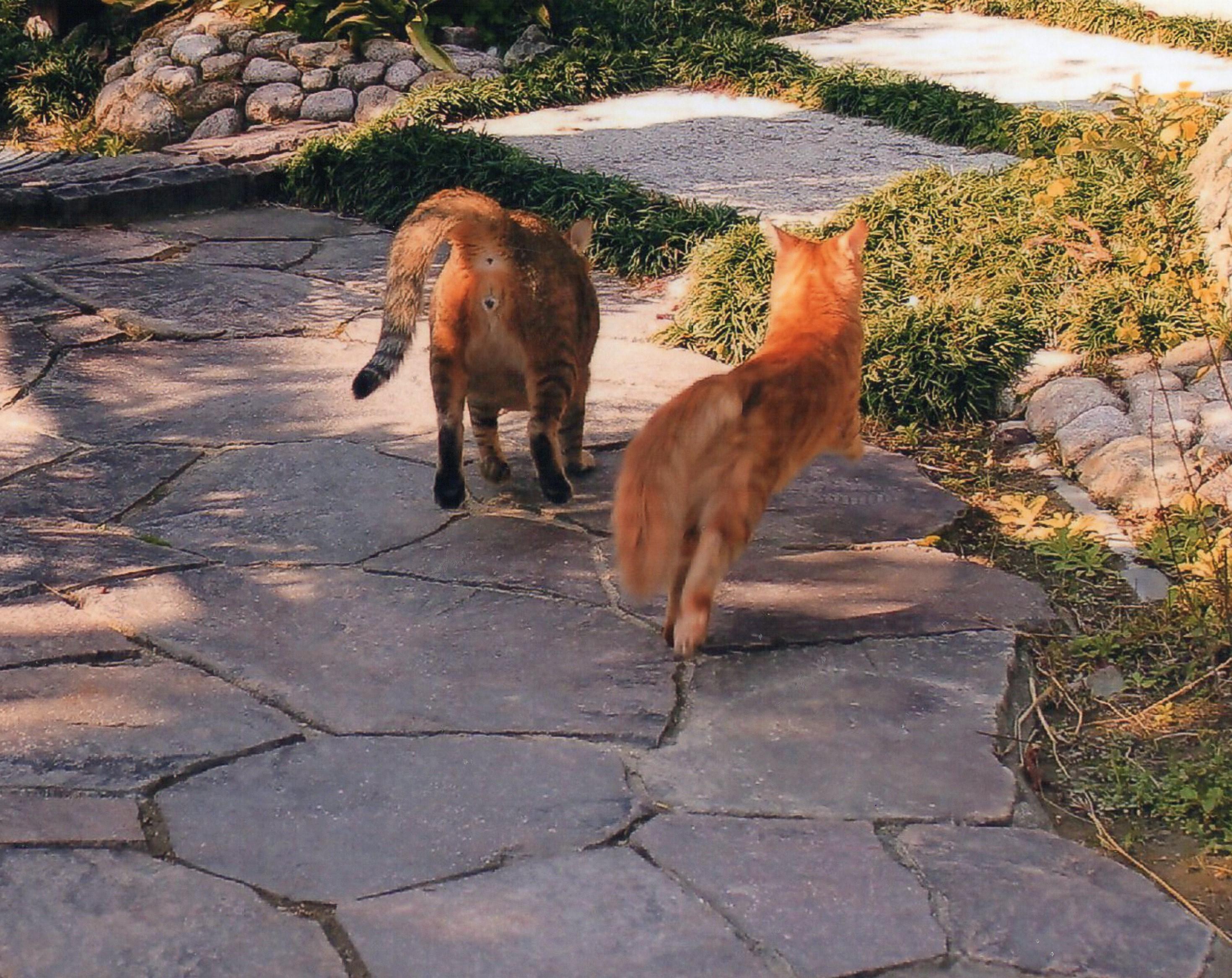 わんにゃんサイトの猫の写真