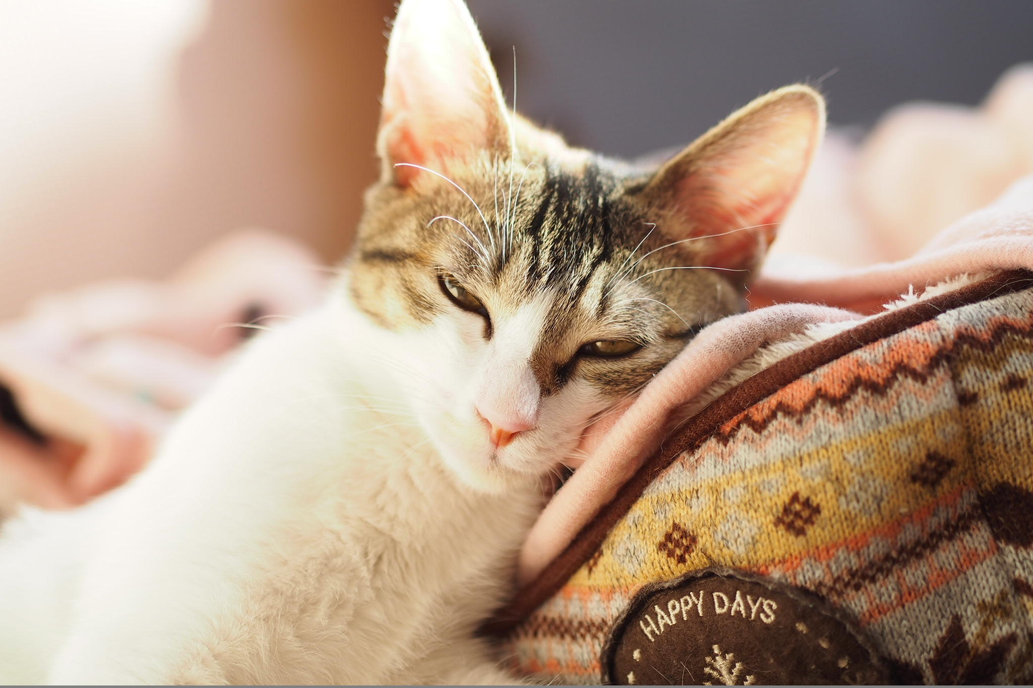 わんにゃんサイトの猫の写真