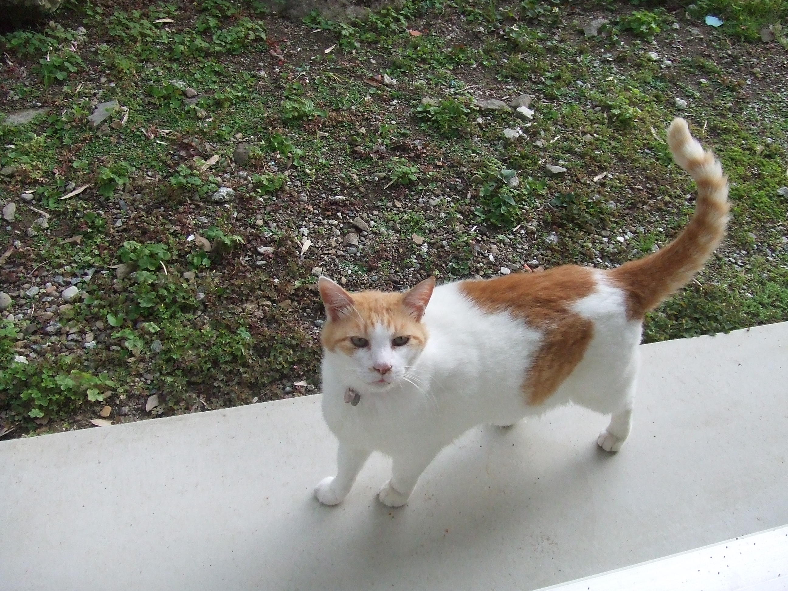 わんにゃんサイトの猫の写真