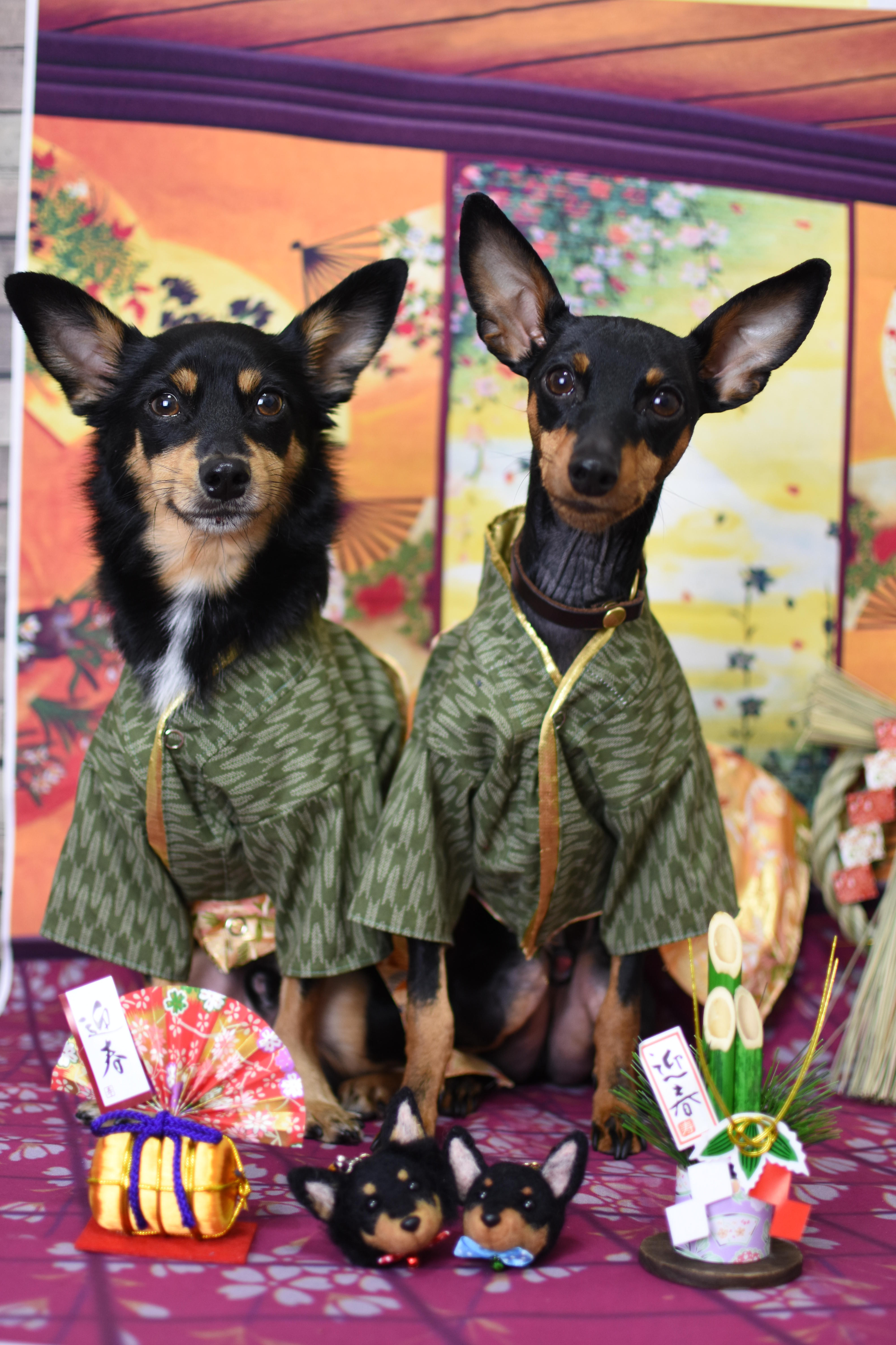 わんにゃんサイトの犬の写真