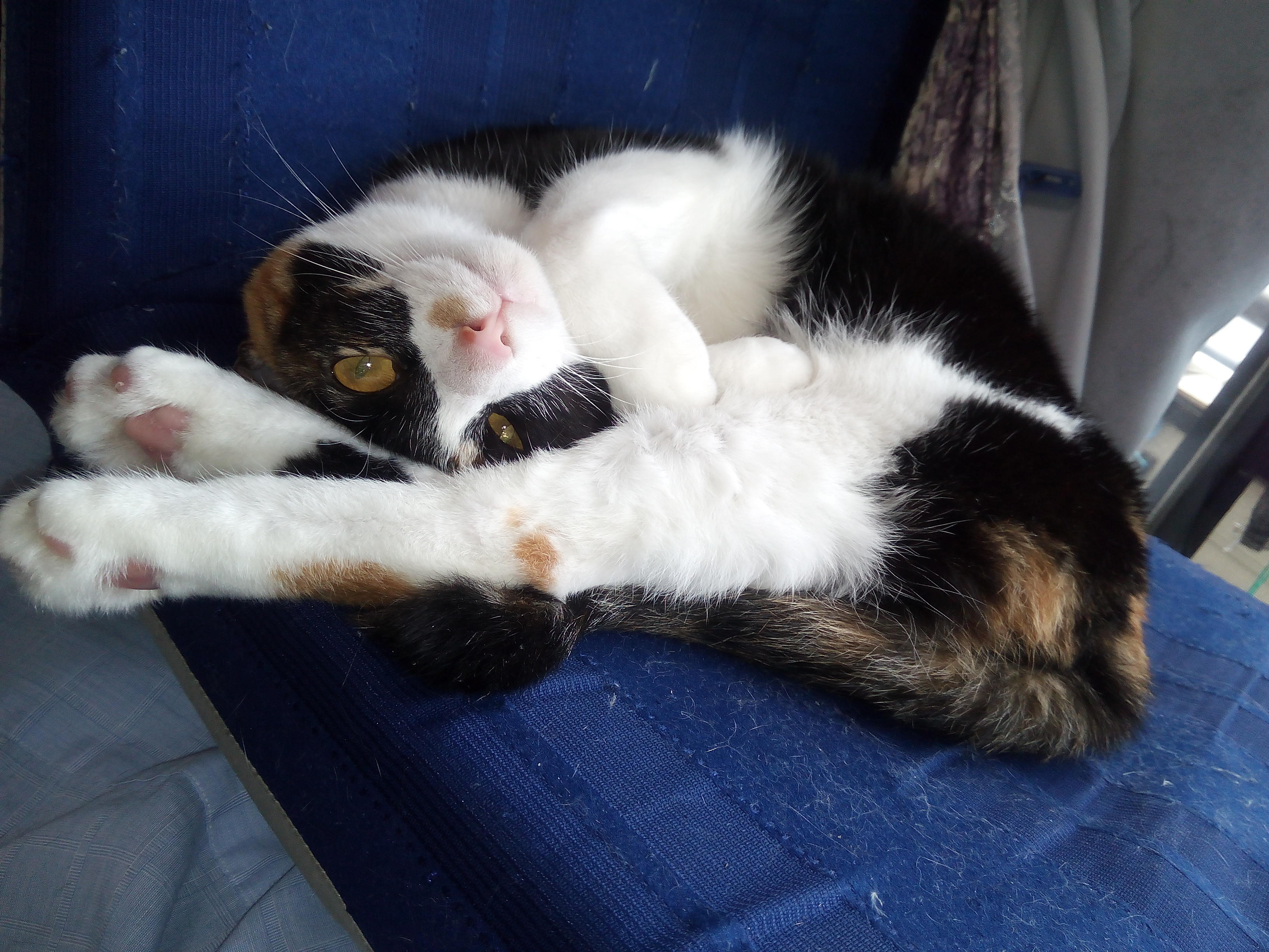 わんにゃんサイトの猫の写真