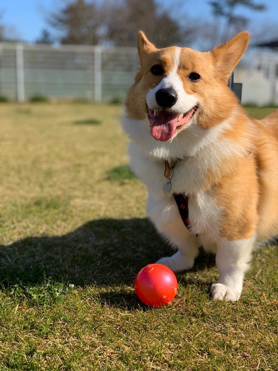 わんにゃんサイトの犬の写真