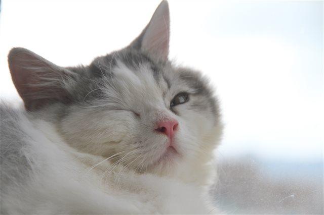 わんにゃんサイトの猫の写真