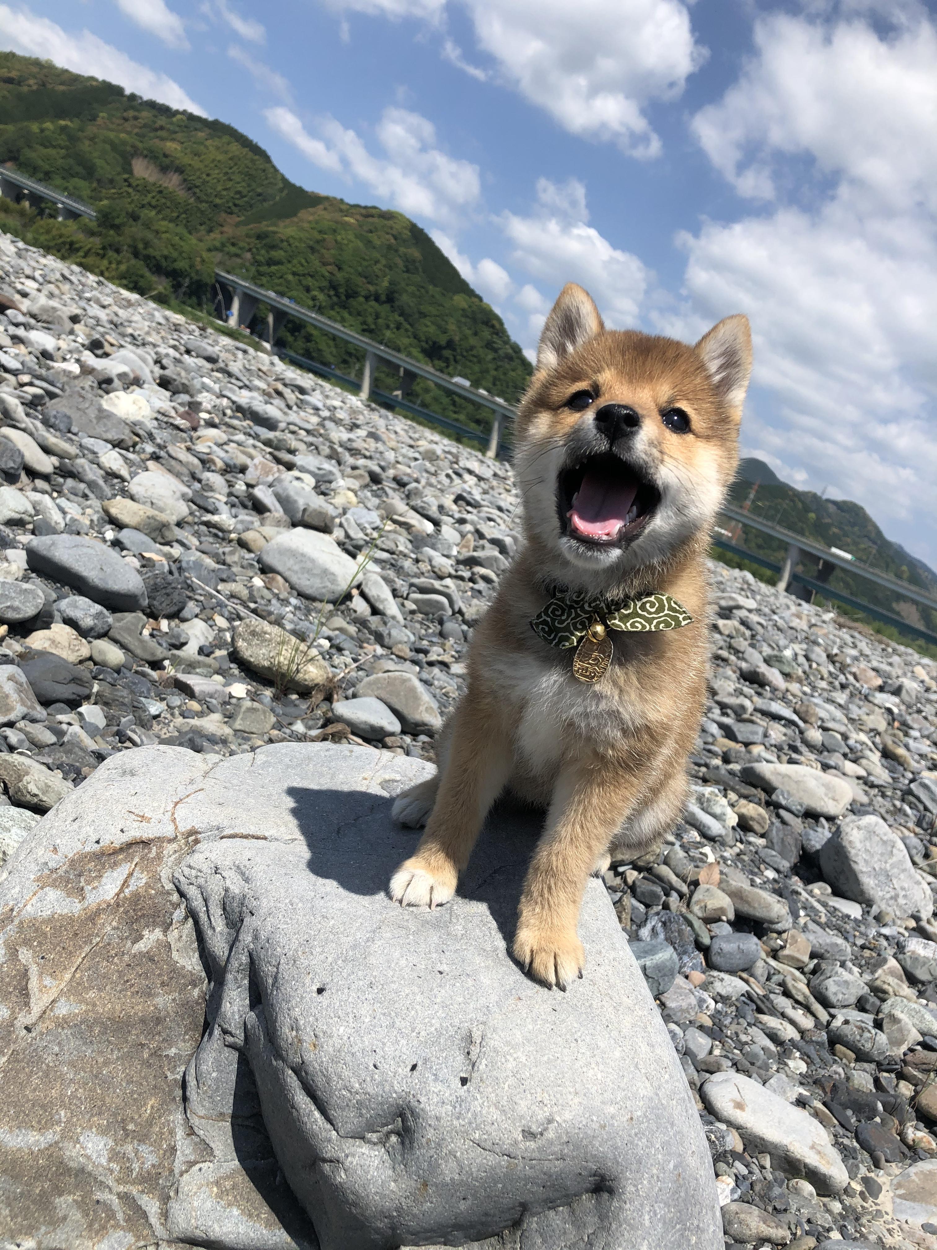 わんにゃんサイトの犬の写真