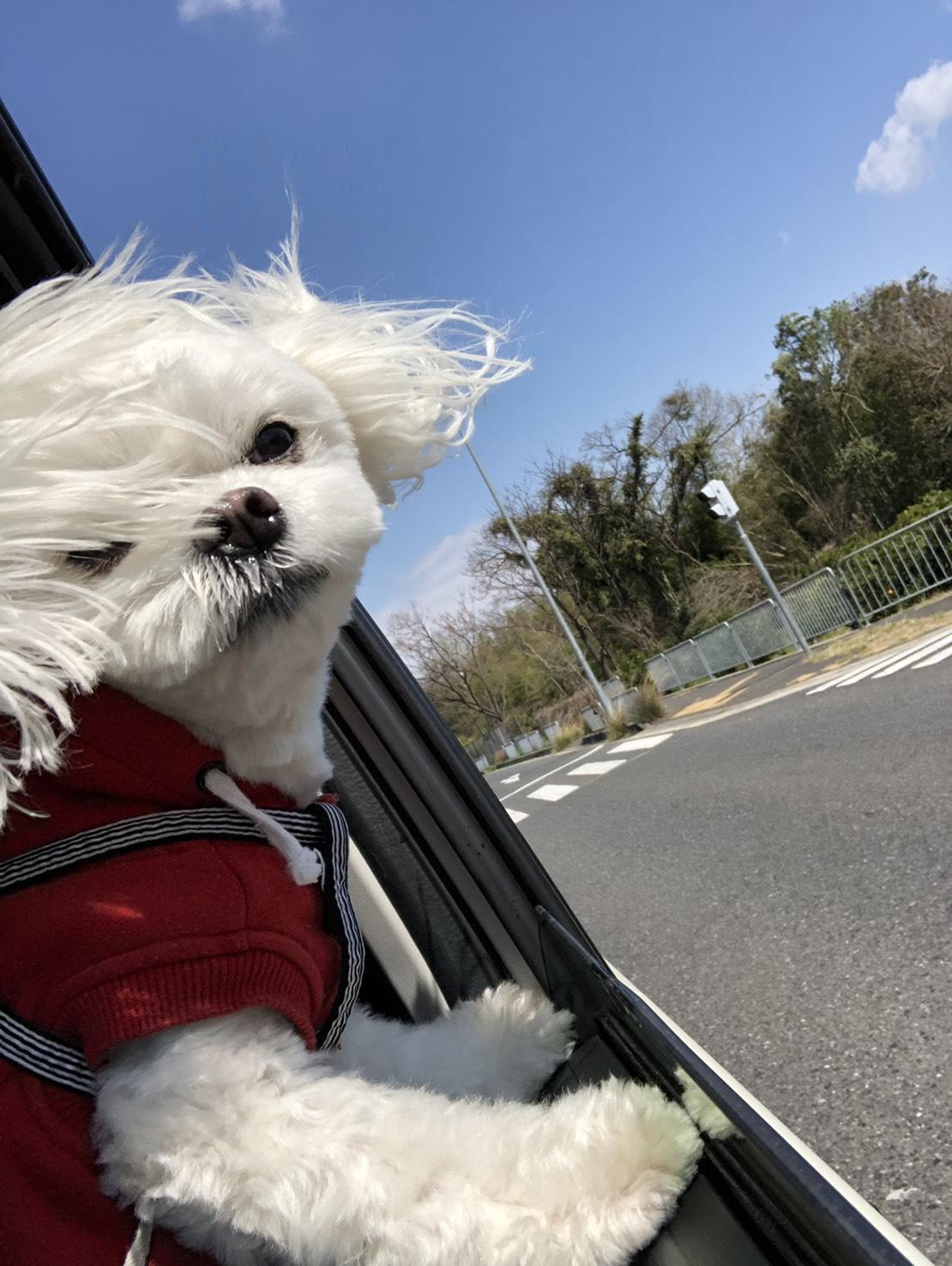 わんにゃんサイトの犬の写真