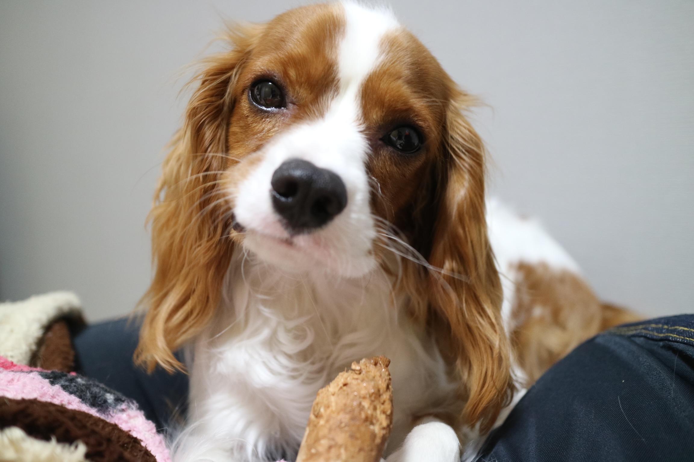 わんにゃんサイトの犬の写真