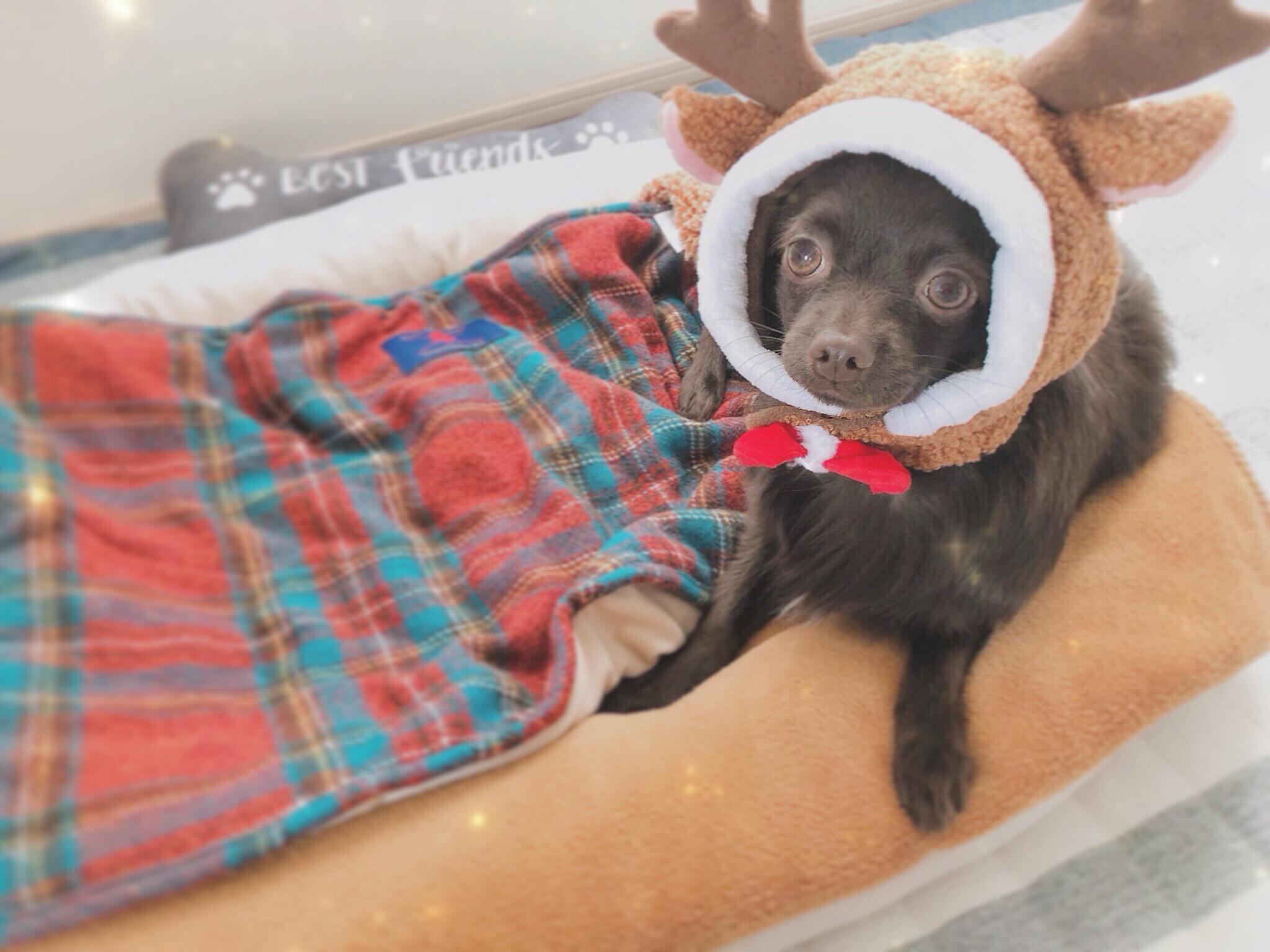 わんにゃんサイトの犬の写真