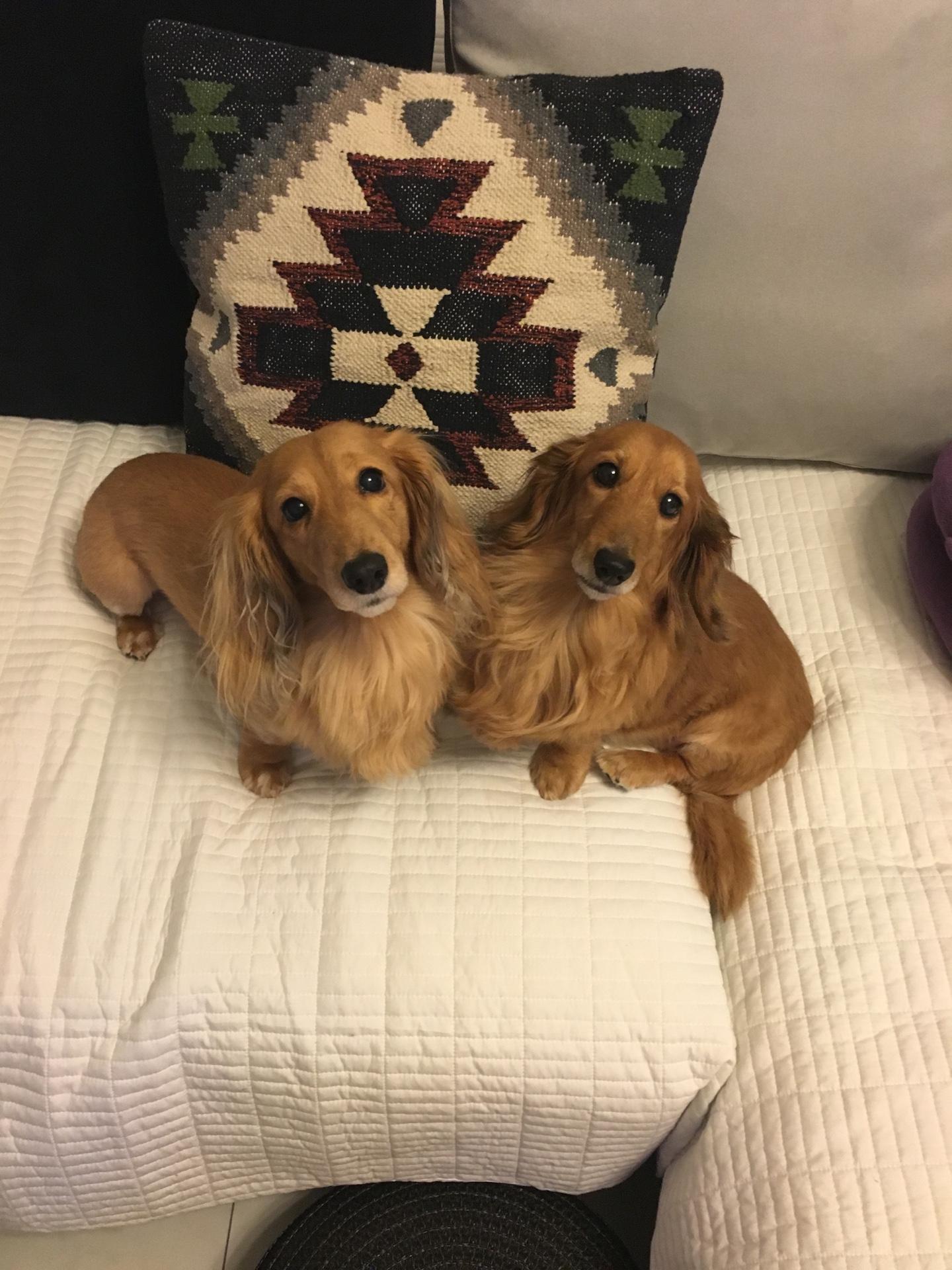 わんにゃんサイトの犬の写真