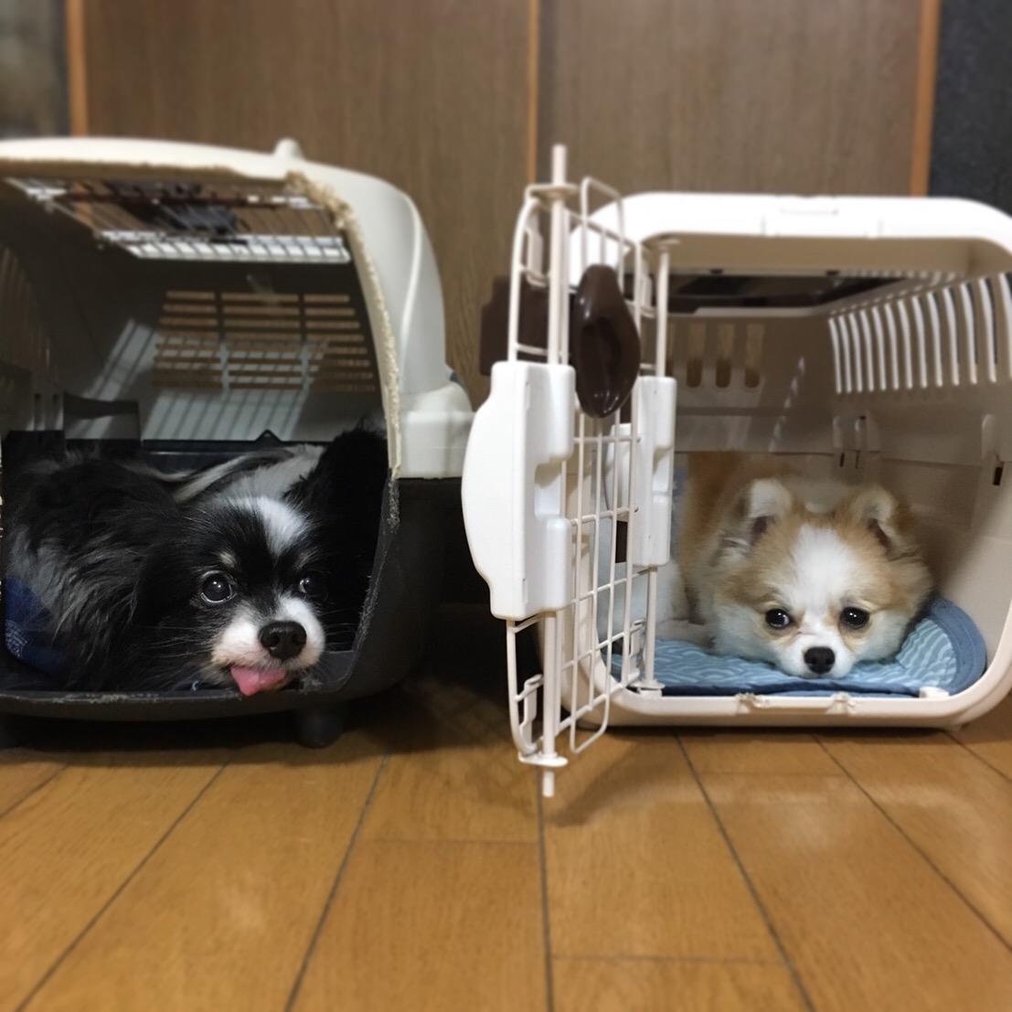 わんにゃんサイトの犬の写真