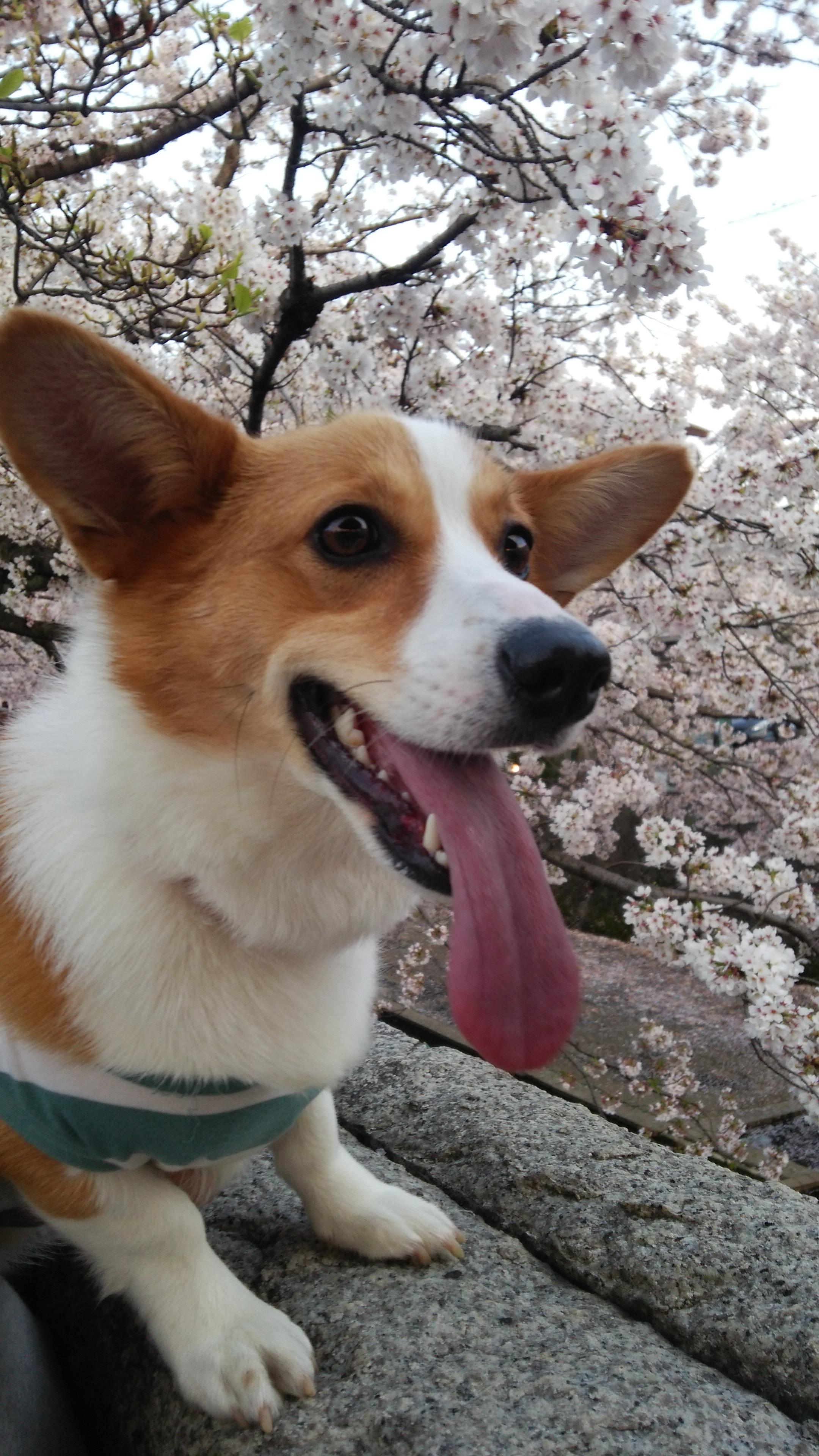 わんにゃんサイトの犬の写真