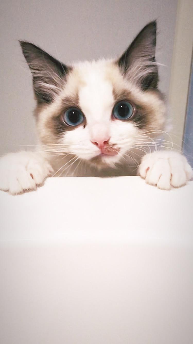 わんにゃんサイトの猫の写真