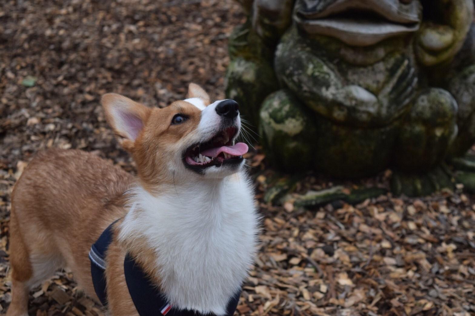 わんにゃんサイトの犬の写真