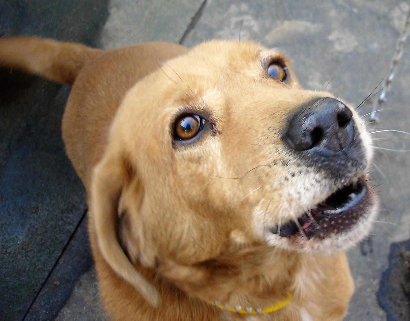 わんにゃんサイトの犬の写真