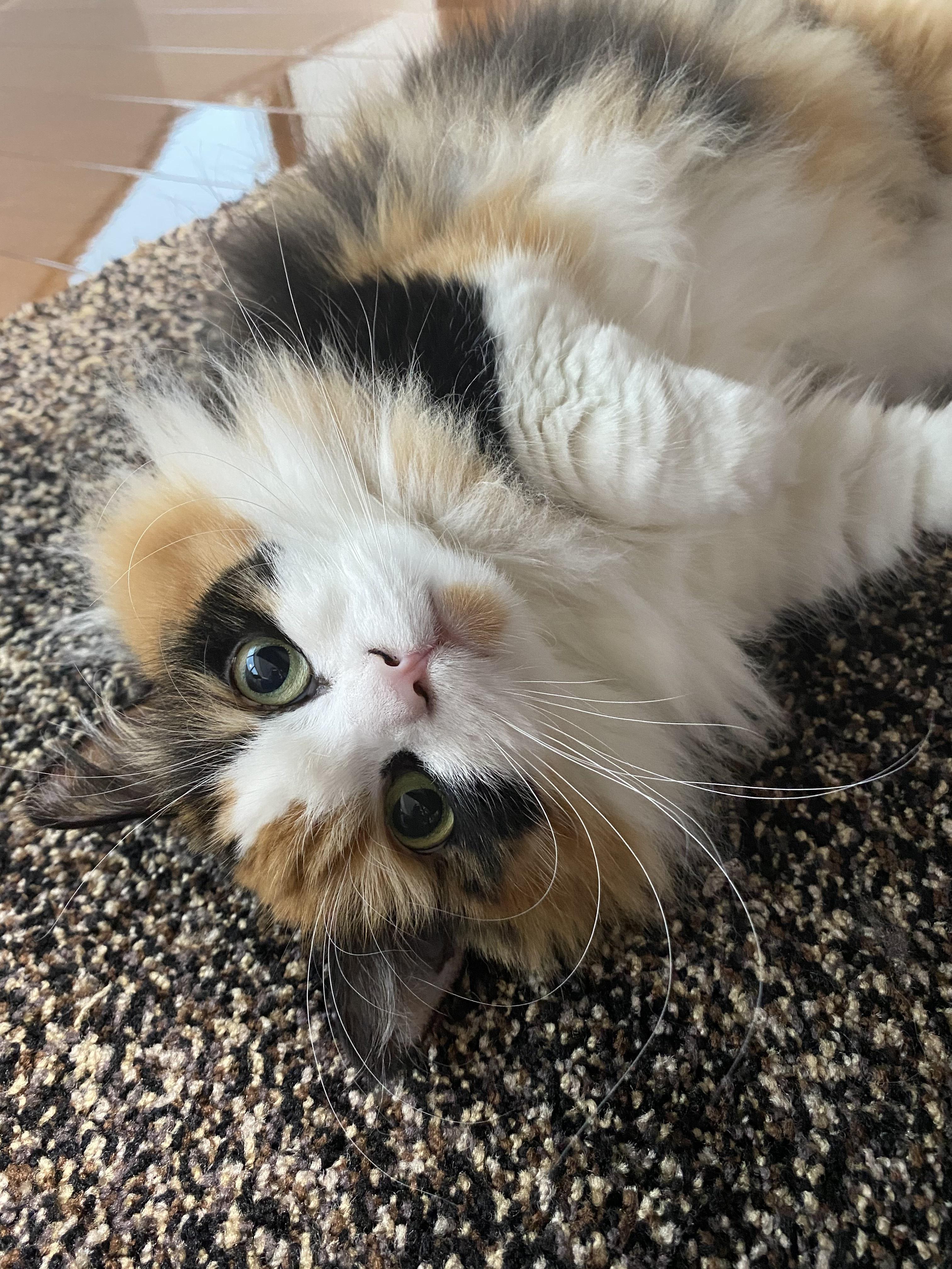 わんにゃんサイトの猫の写真