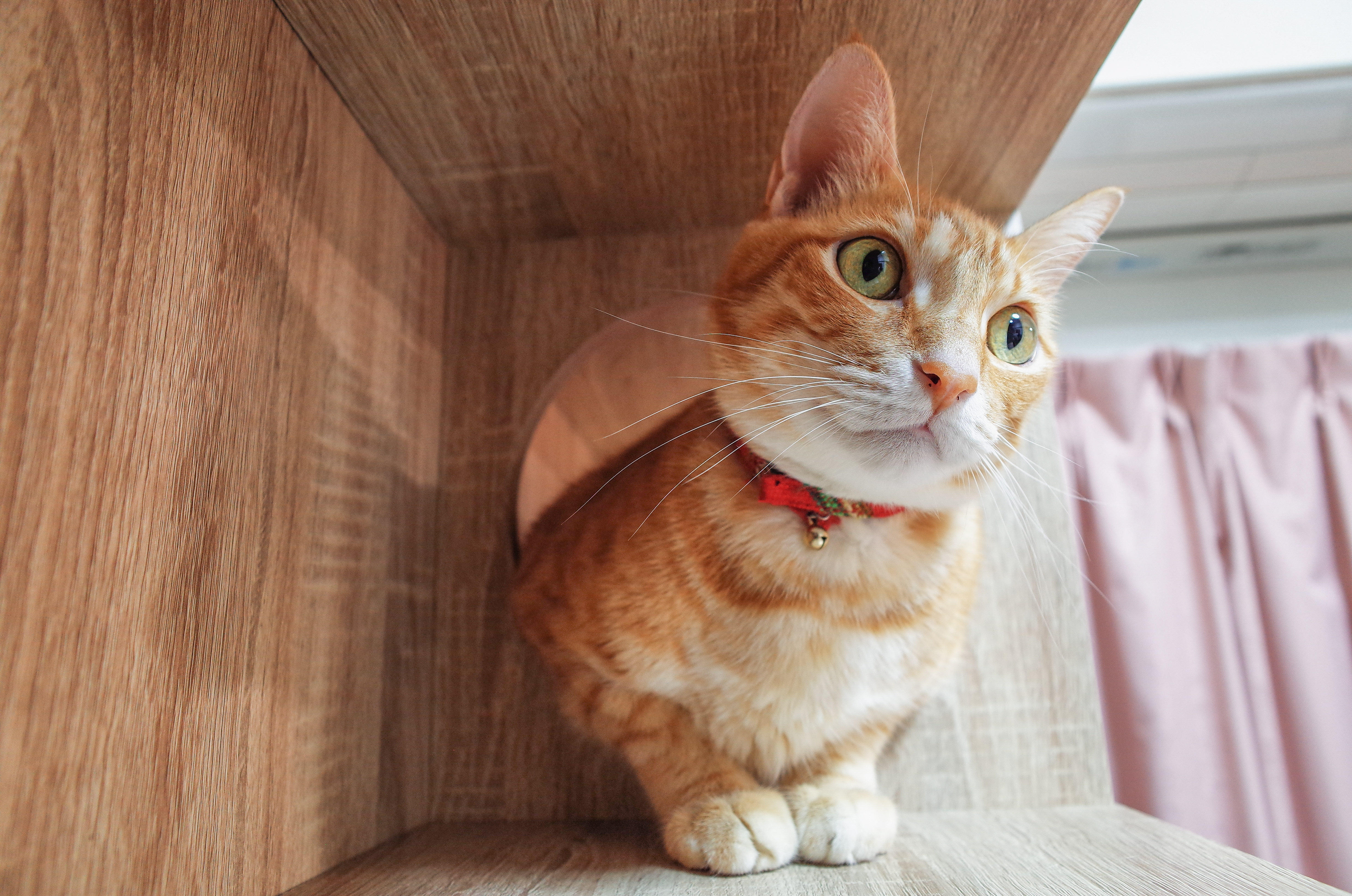 わんにゃんサイトの猫の写真