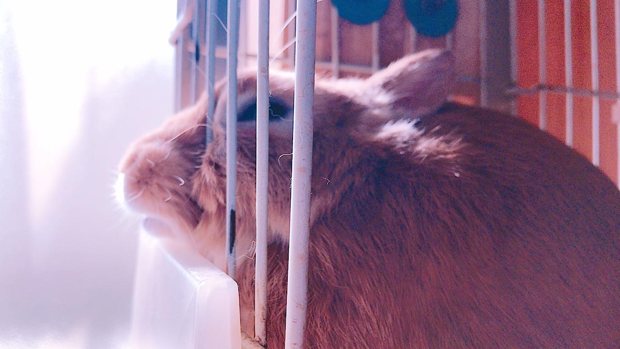 わんにゃんサイトのその他の写真