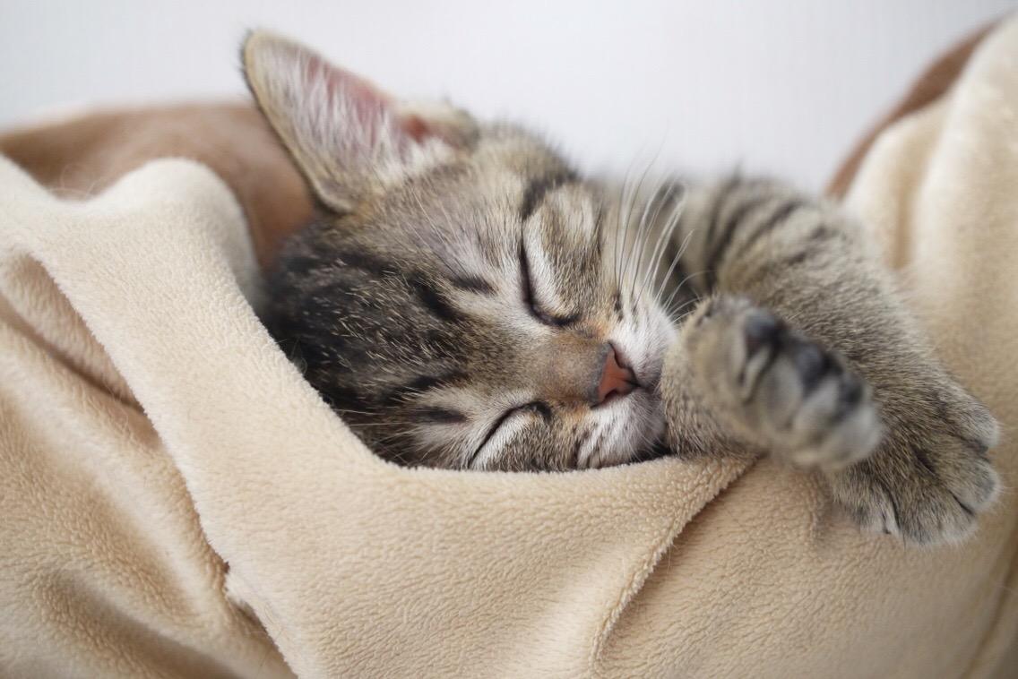 わんにゃんサイトの猫の写真