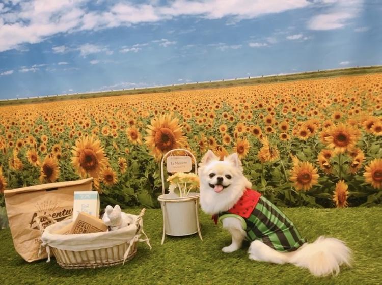 わんにゃんサイトの犬の写真