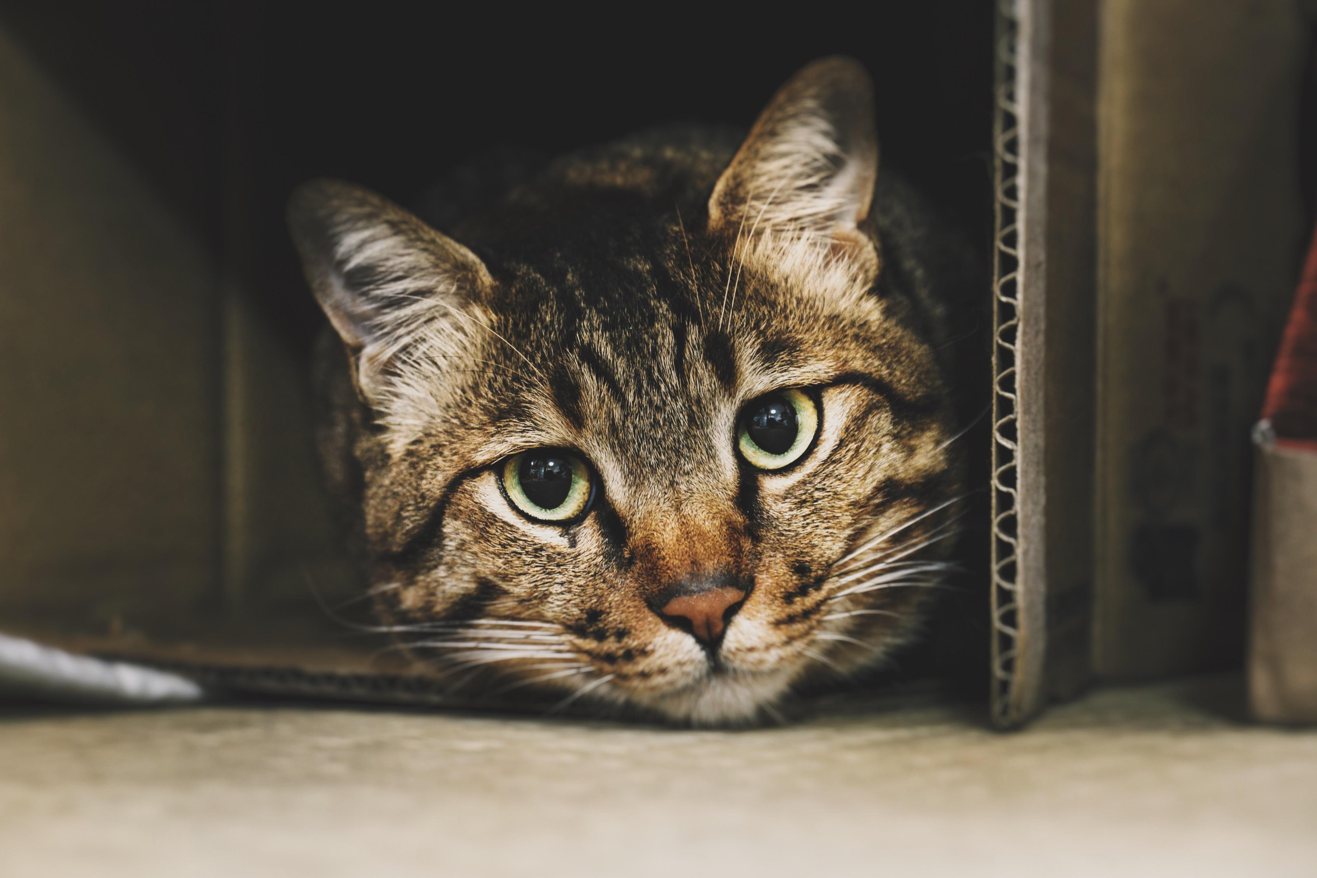 わんにゃんサイトの猫の写真