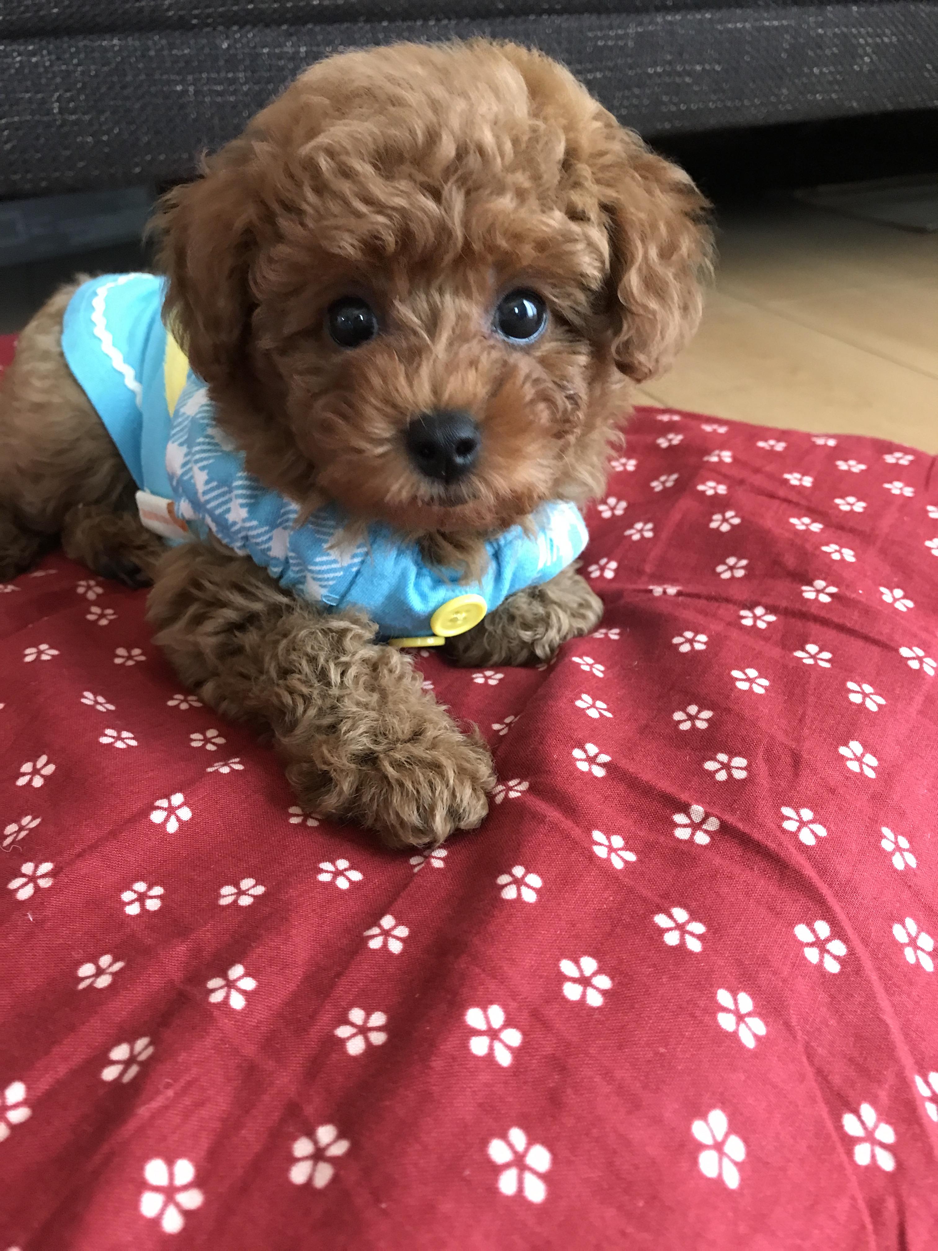 わんにゃんサイトの犬の写真