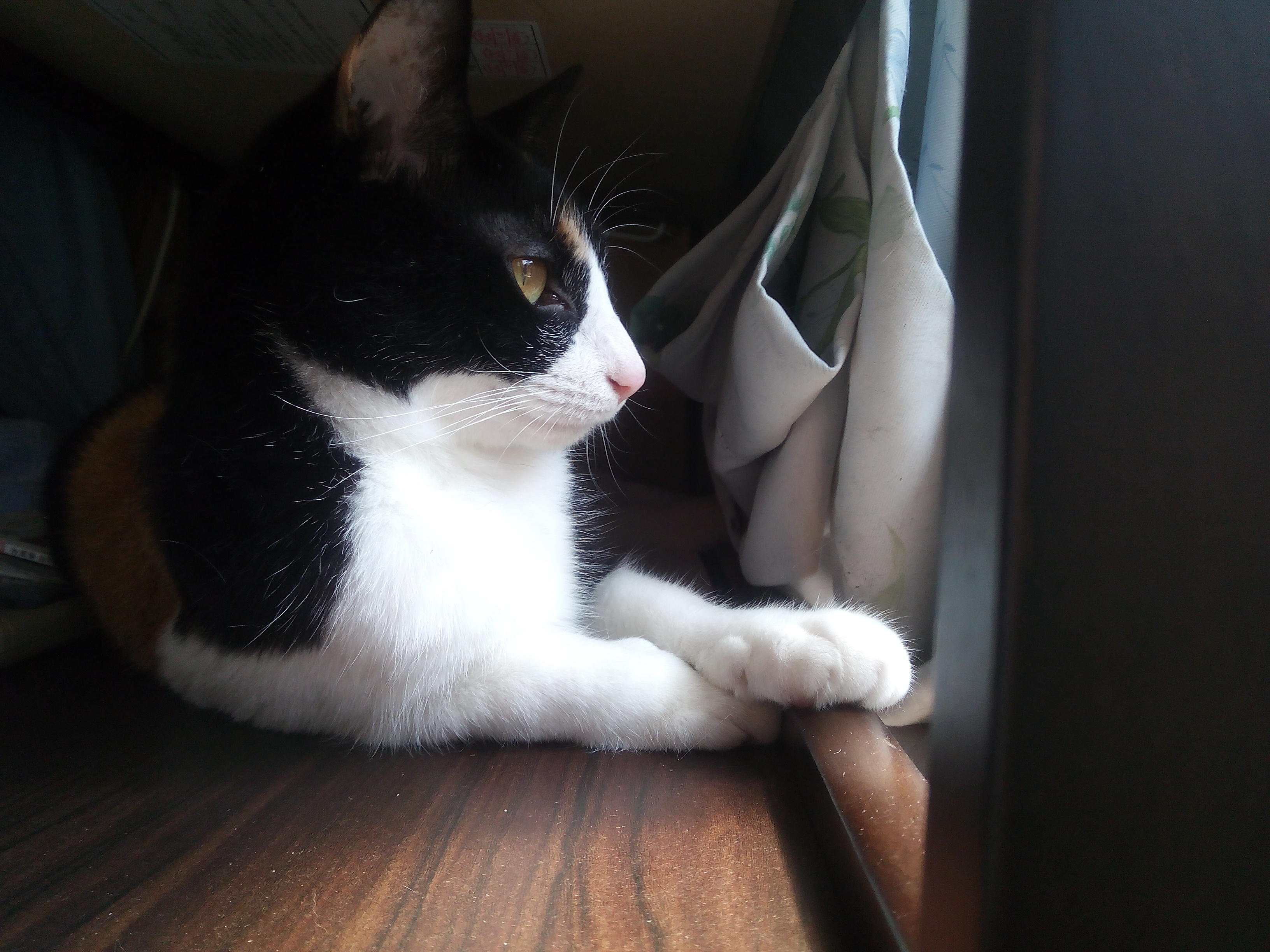 わんにゃんサイトの猫の写真