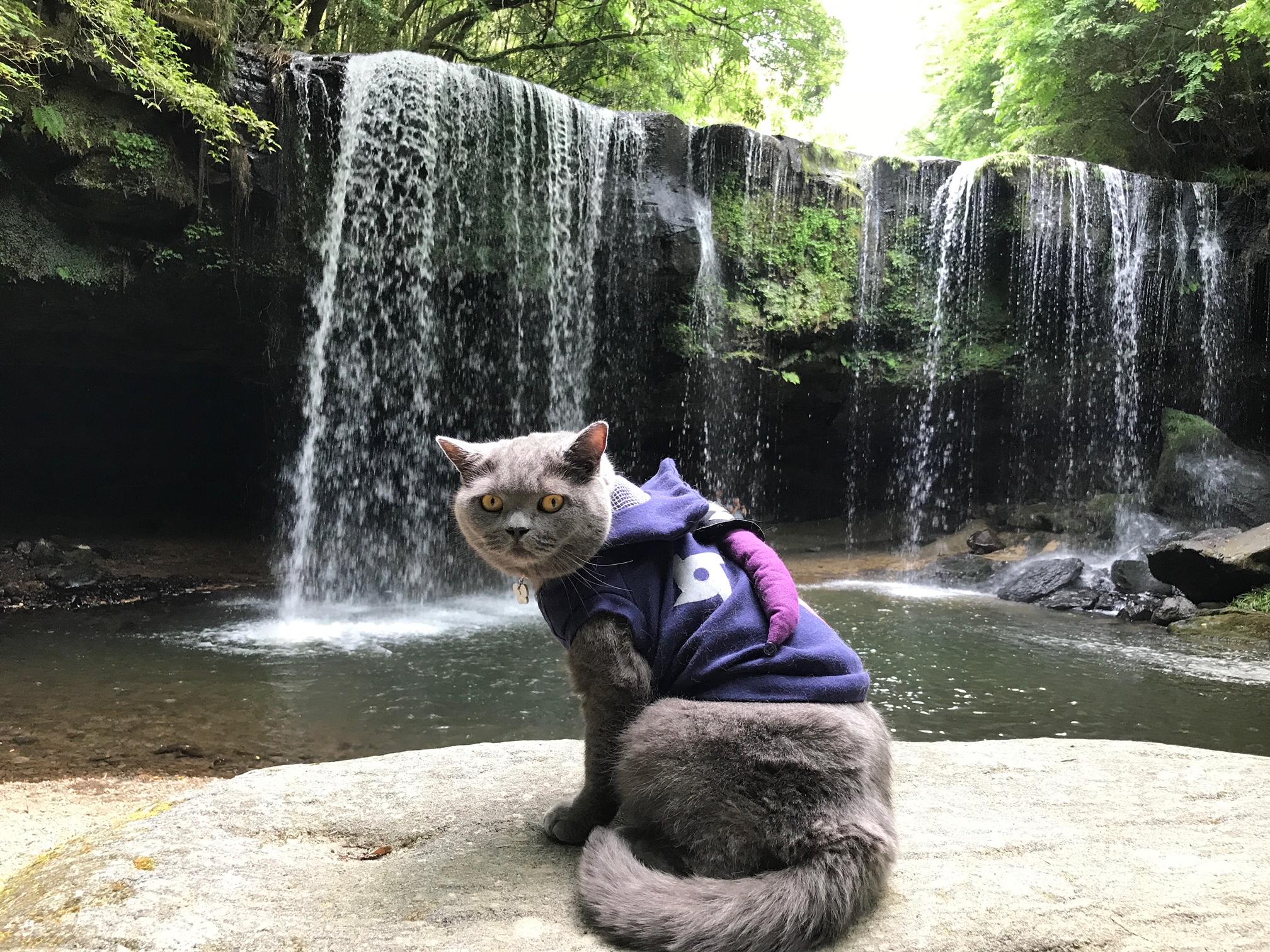 わんにゃんサイトの猫の写真