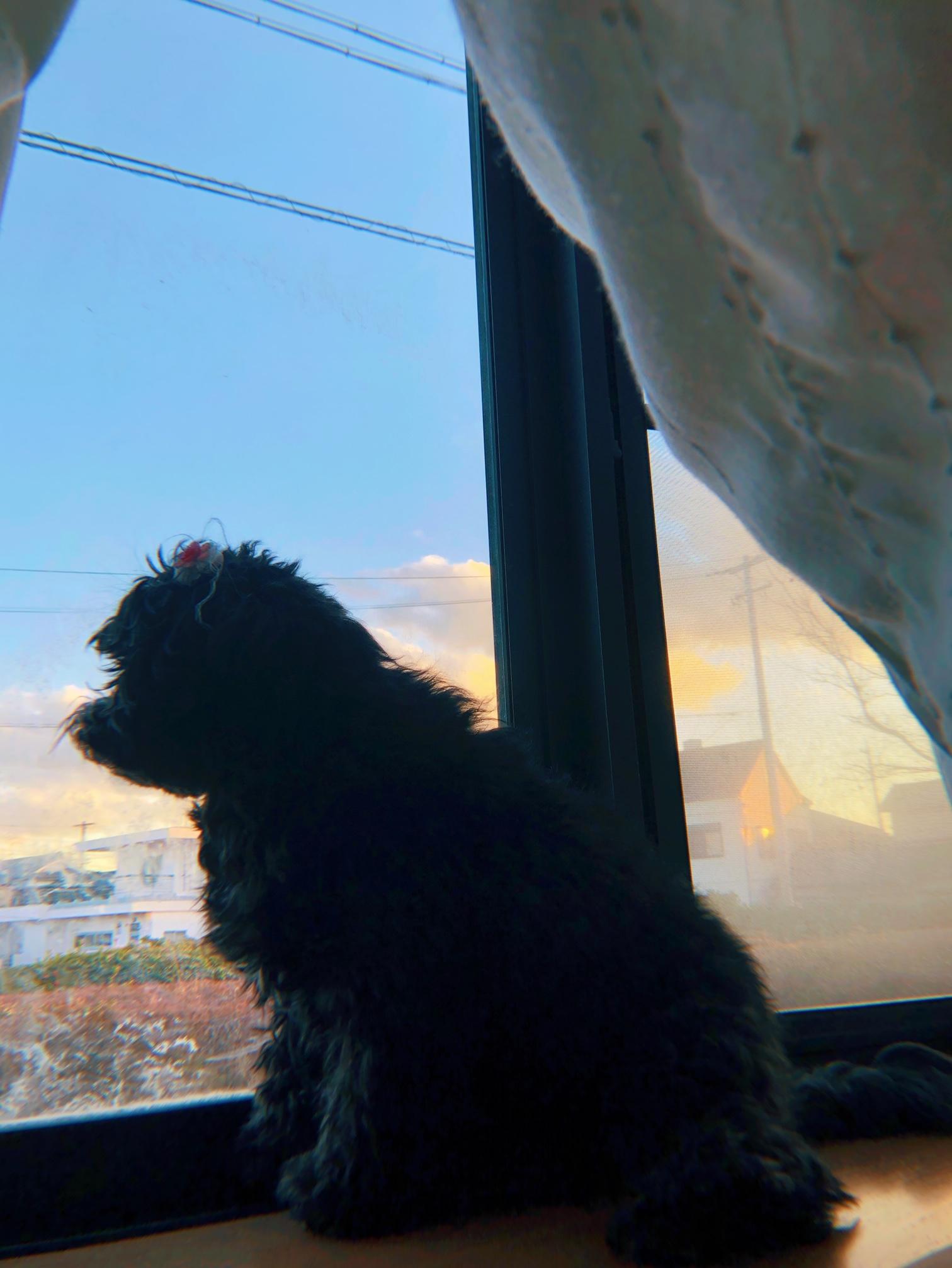 わんにゃんサイトの犬の写真