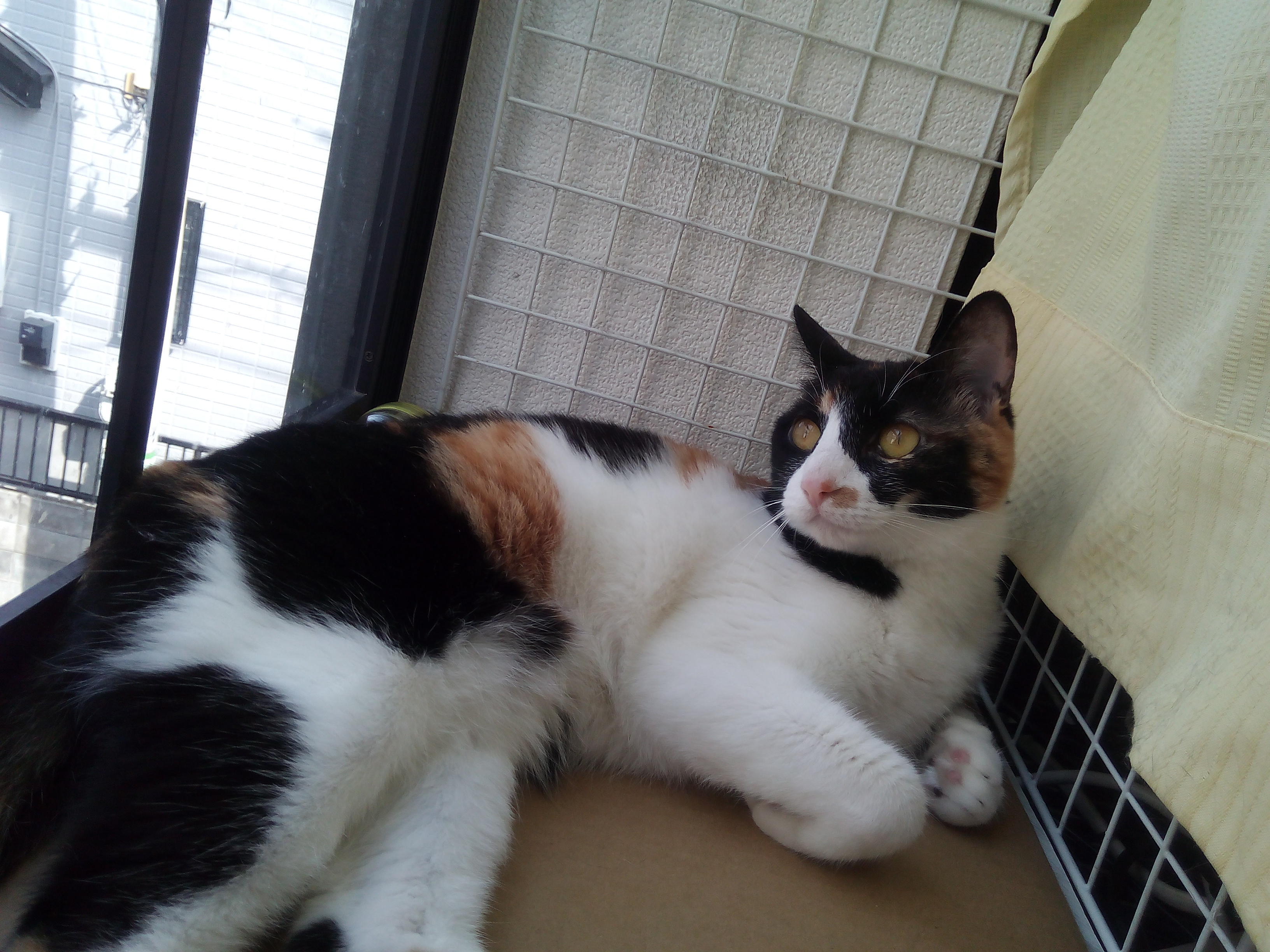 わんにゃんサイトの猫の写真