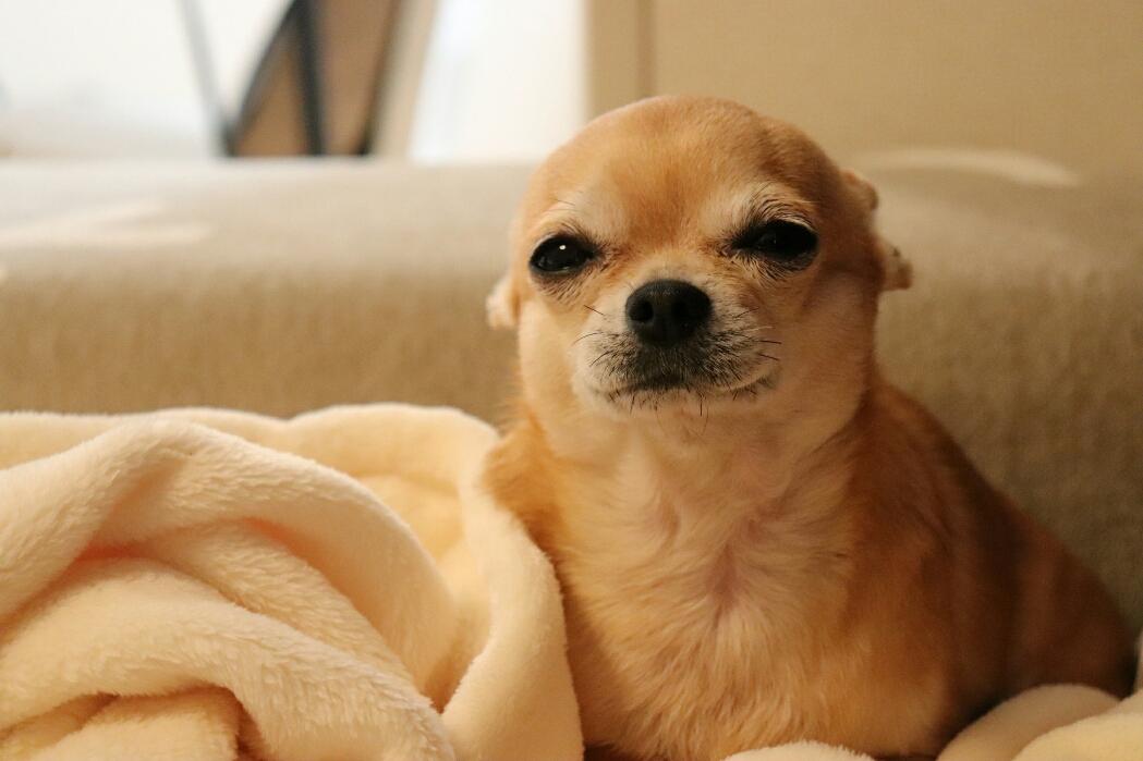 わんにゃんサイトの犬の写真