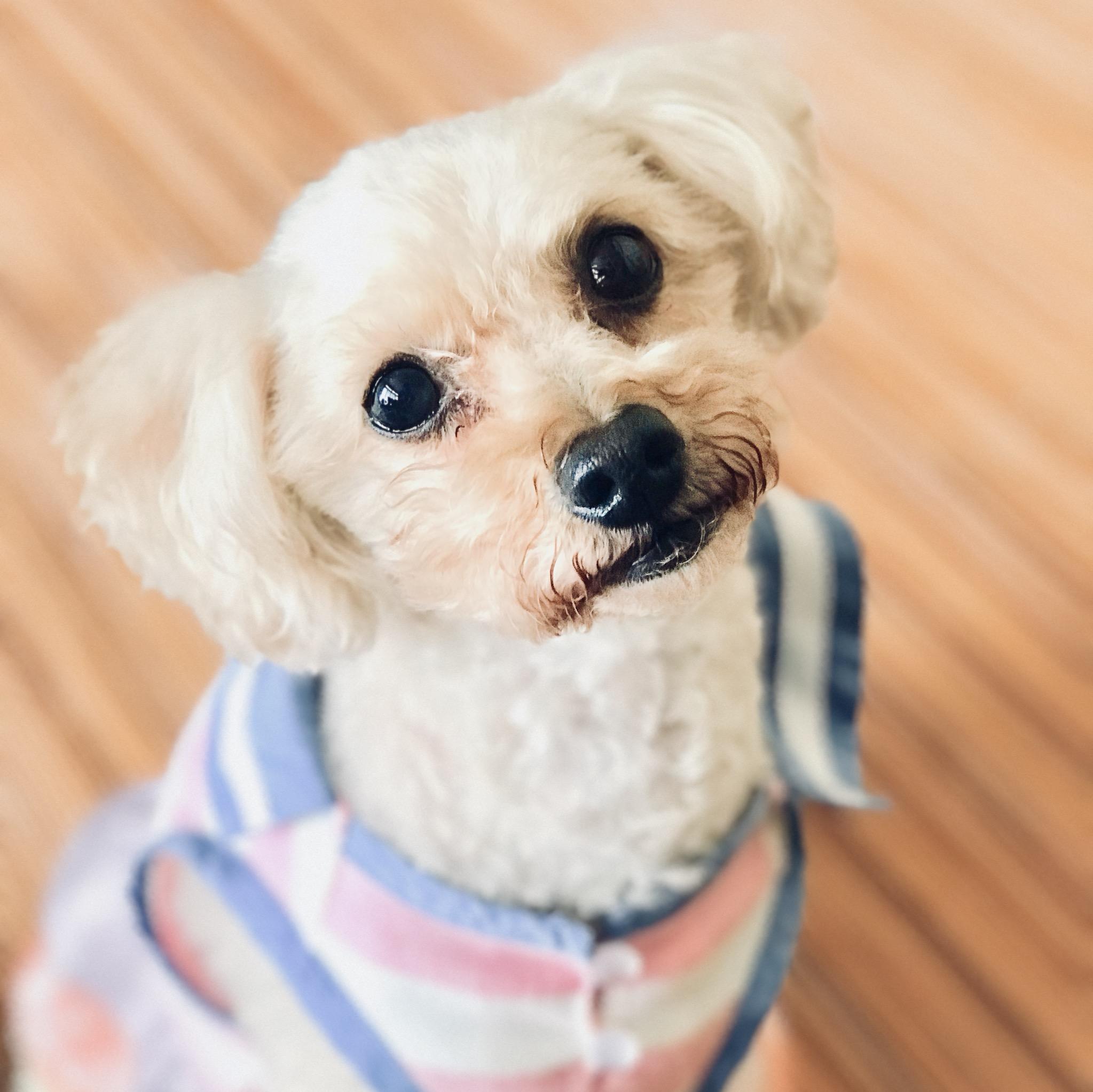 わんにゃんサイトの犬の写真