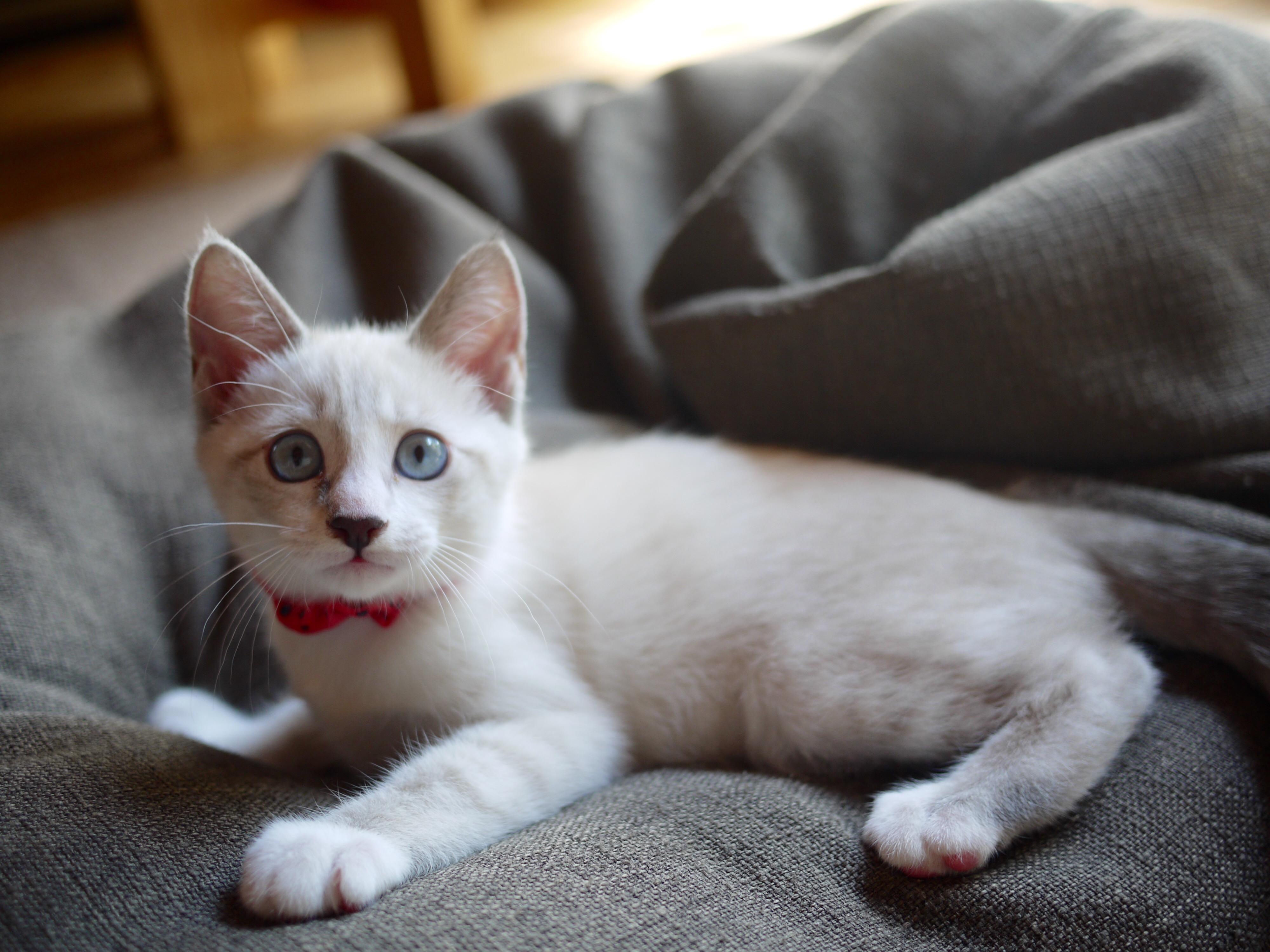 わんにゃんサイトの猫の写真