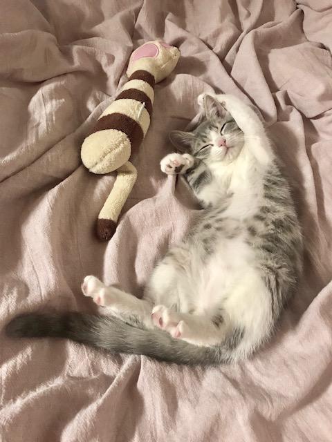 わんにゃんサイトの猫の写真