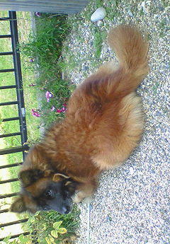 わんにゃんサイトの犬の写真