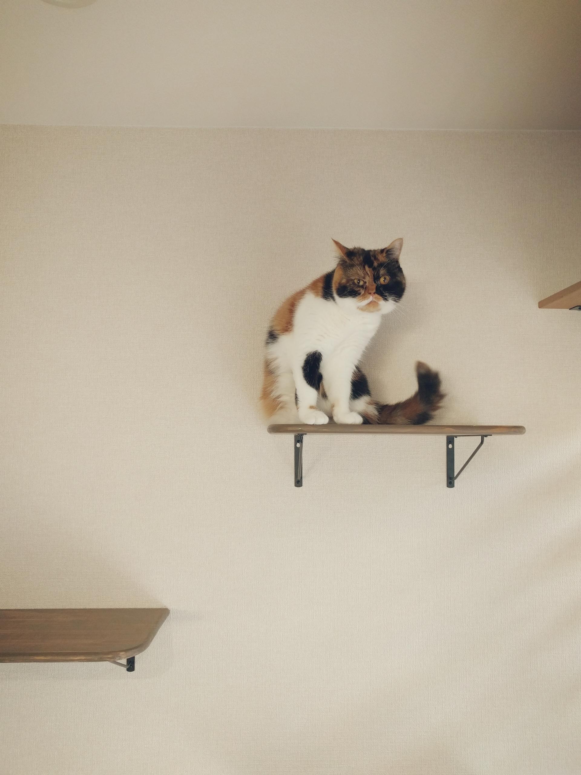 わんにゃんサイトの猫の写真